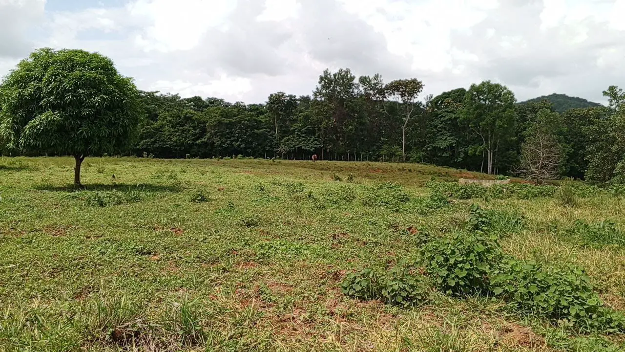 Finca de 50 tareas Ganadera y Agrícola en Don Juan de  Mente Plata   Foto 7265965-7.jpg