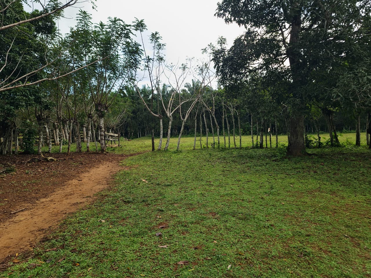 Finca de 2600 tareas Ganadera en Hato Mayor del Rey   Foto 7265968-15.jpg