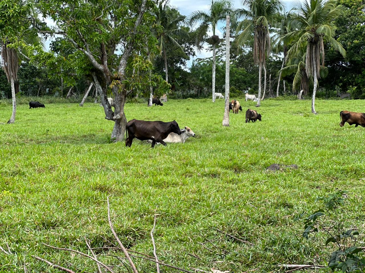 Finca de 2600 tareas Ganadera en Hato Mayor del Rey   Foto 7265968-2.jpg