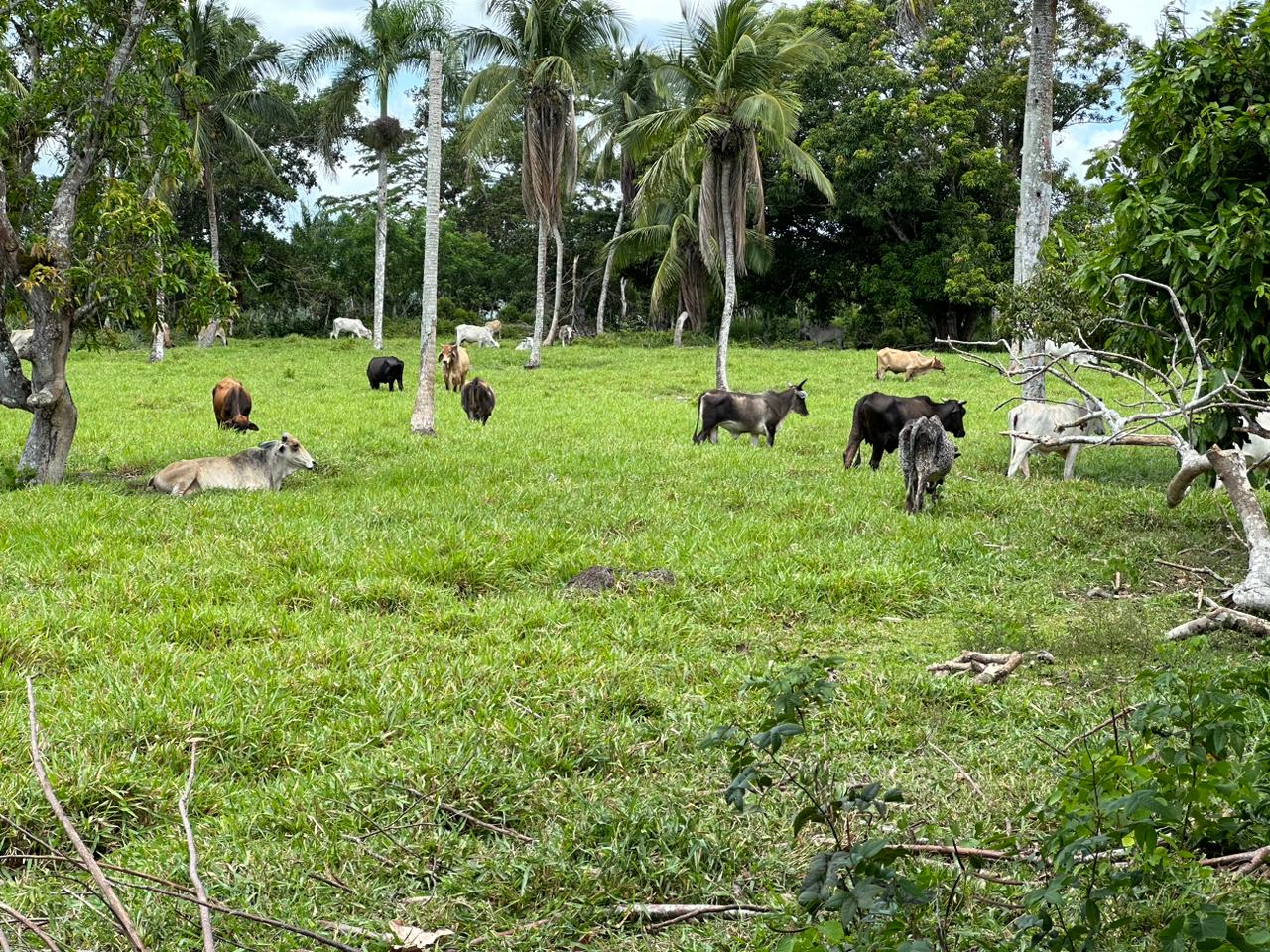 Finca de 2600 tareas Ganadera en Hato Mayor del Rey   Foto 7265968-3.jpg