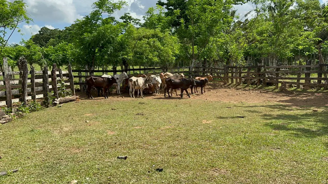 Finca de 2600 tareas Ganadera en Hato Mayor del Rey   Foto 7265968-4.jpg