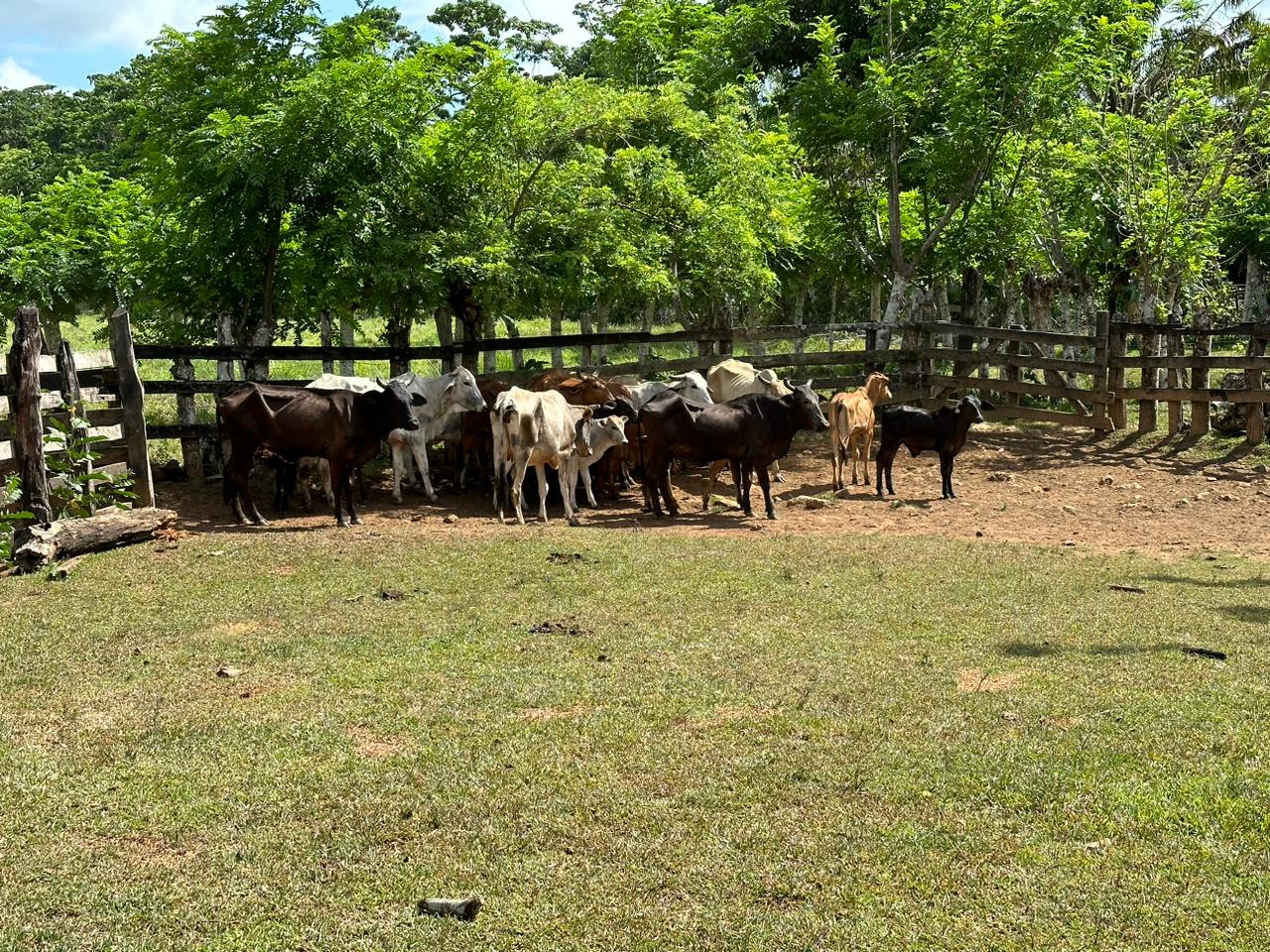 Finca de 2600 tareas Ganadera en Hato Mayor del Rey   Foto 7265968-5.jpg