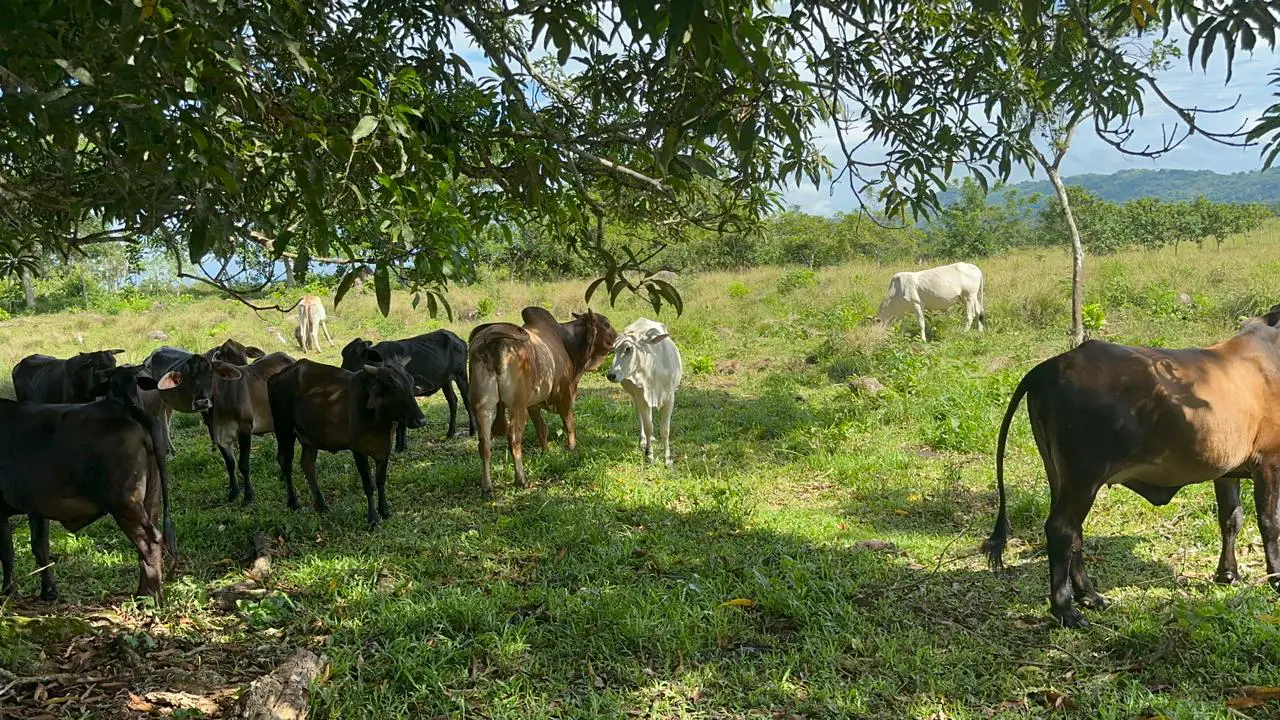 Finca de 2600 tareas Ganadera en Hato Mayor del Rey   Foto 7265968-6.jpg