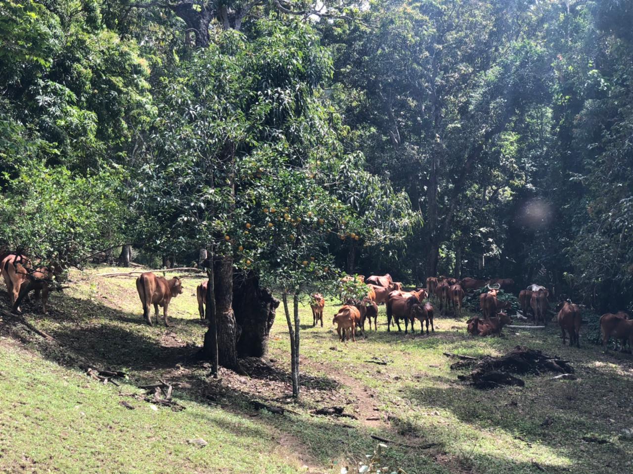 Finca de 753 tareas Ganaderas con vocación Agrícola en Santiago    Foto 7265970-2.jpg