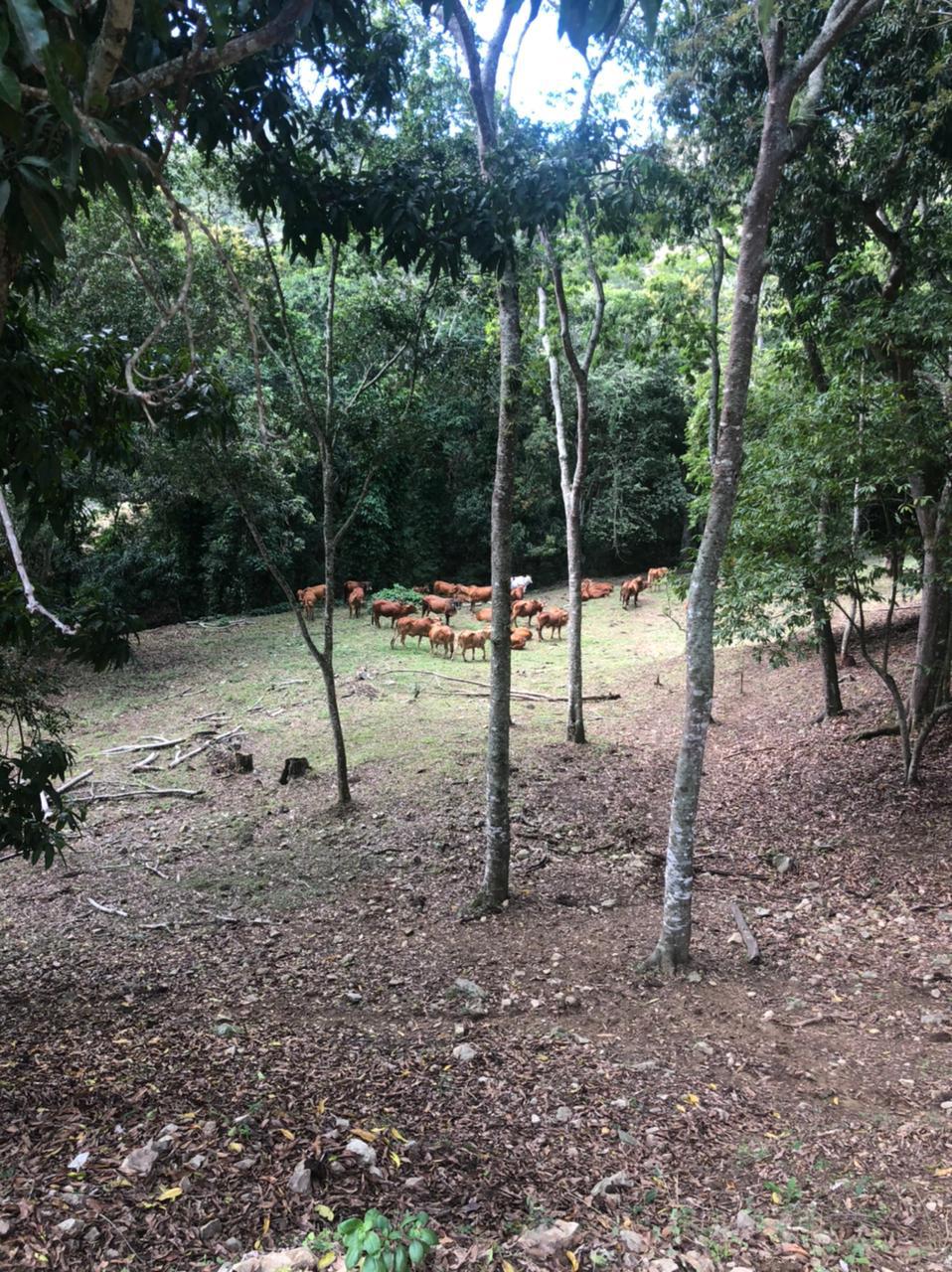 Finca de 753 tareas Ganaderas con vocación Agrícola en Santiago    Foto 7265970-3.jpg