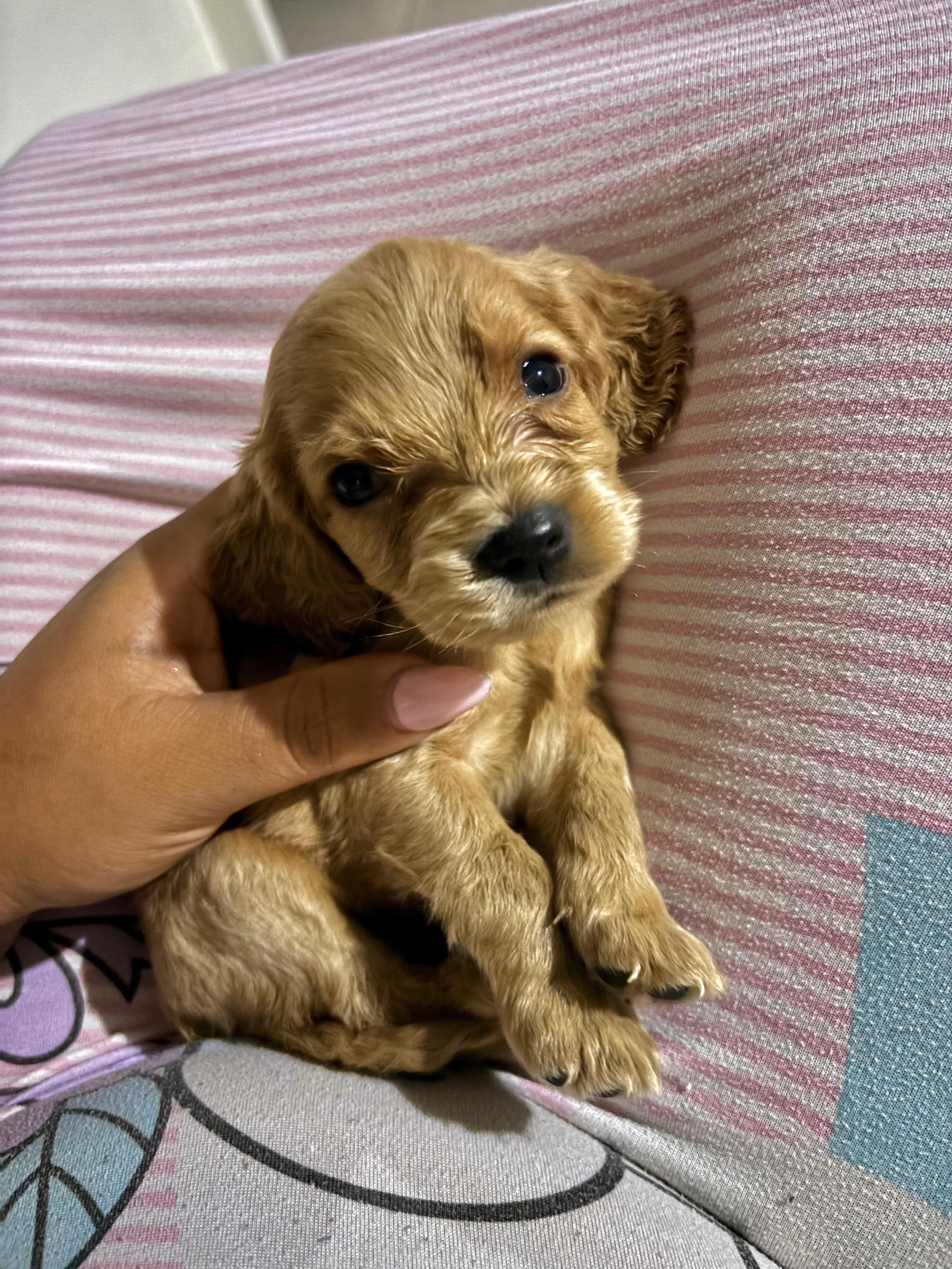 Cocker Spaniel Ingles M en La Vega Foto 7266033-2.jpg