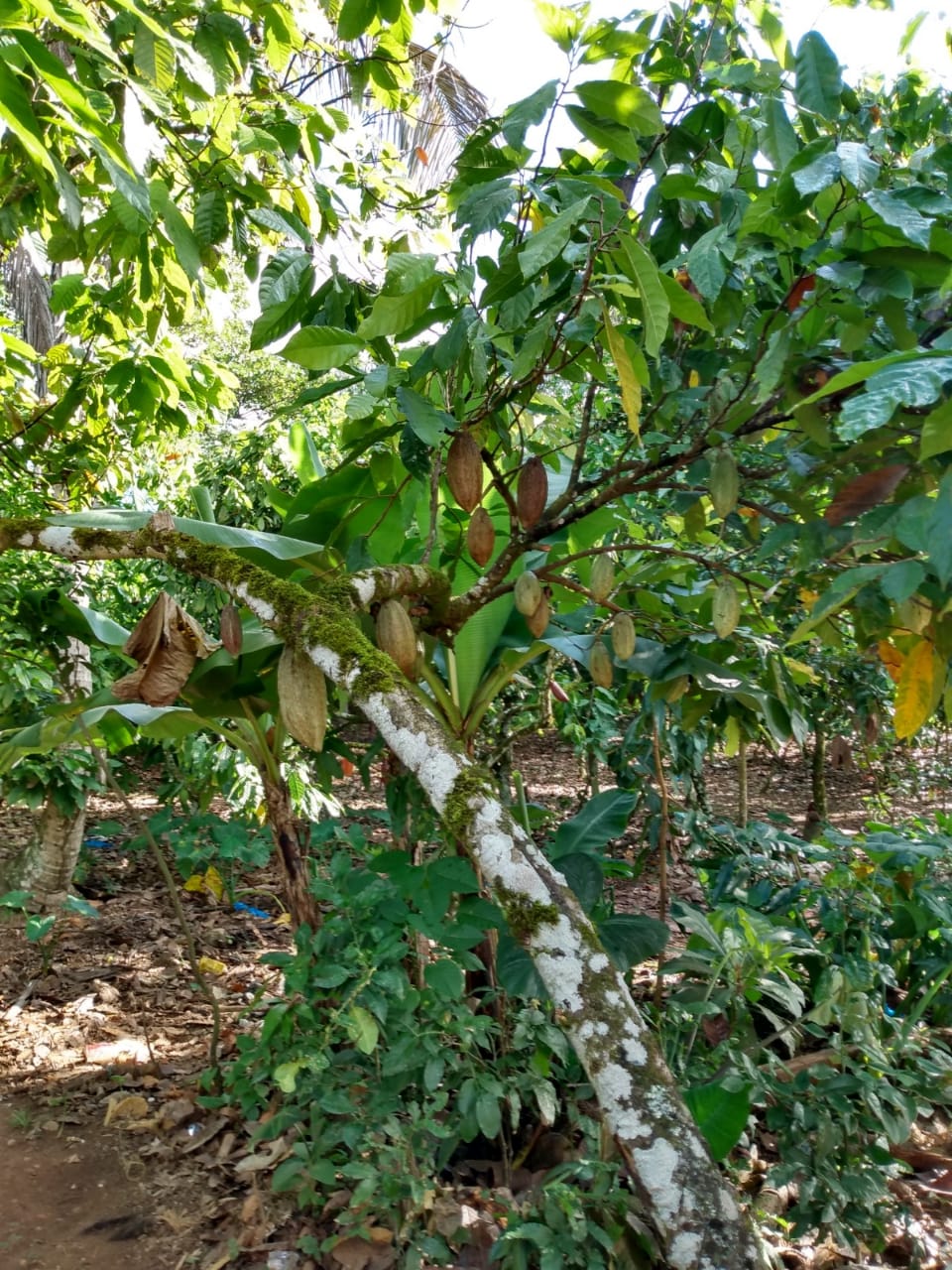 Finca de 11000 tareas con 5000 tareas Sembradas de Cacao en Sabana Gra Foto 7266043-2.jpg
