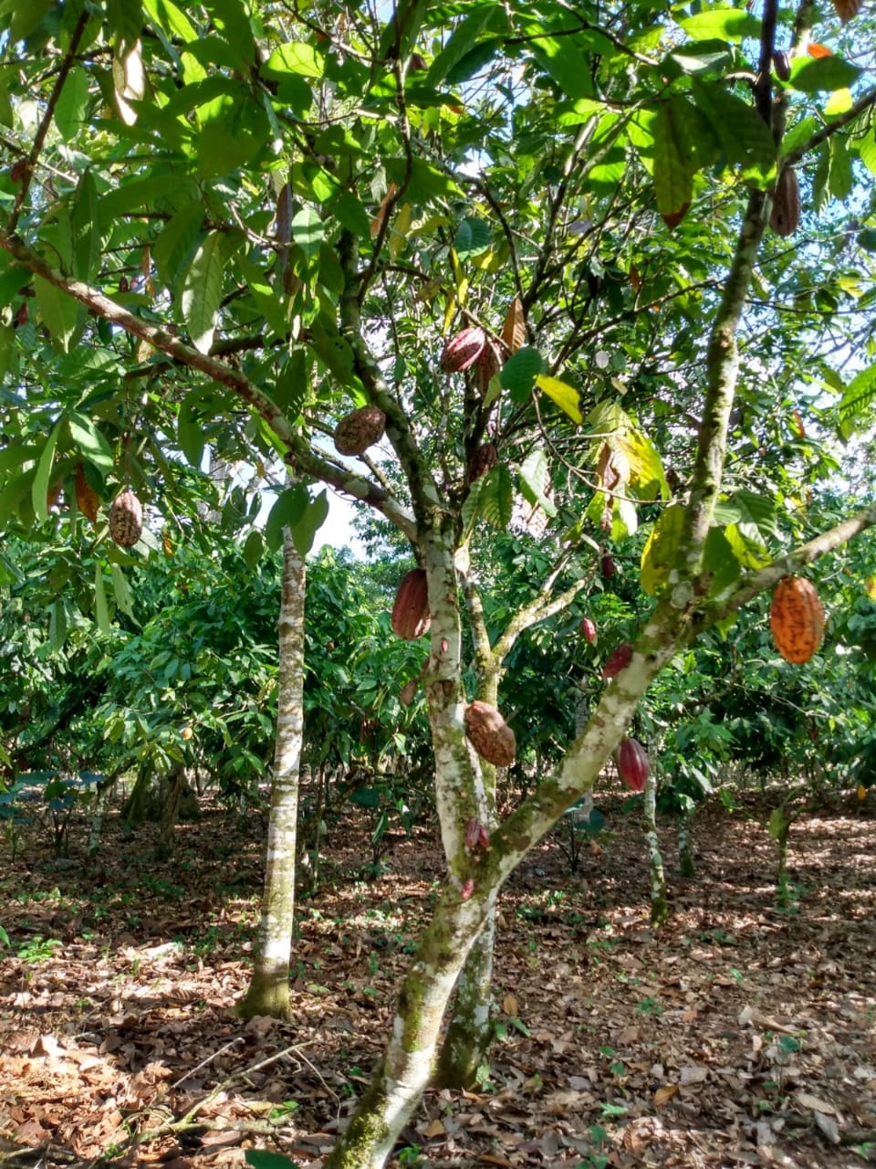 Finca de 11000 tareas con 5000 tareas Sembradas de Cacao en Sabana Gra Foto 7266043-3.jpg