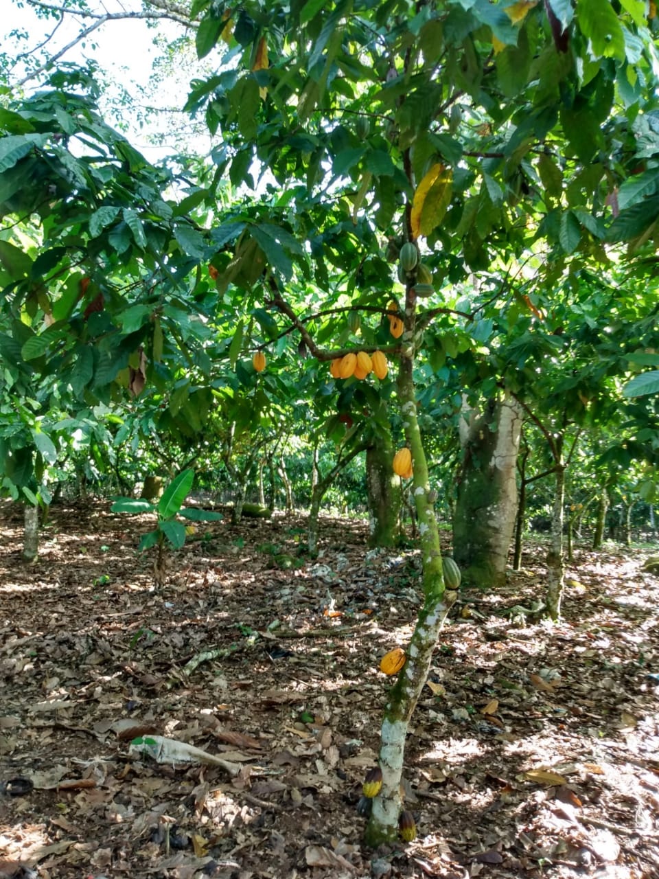 Finca de 11000 tareas con 5000 tareas Sembradas de Cacao en Sabana Gra Foto 7266043-4.jpg