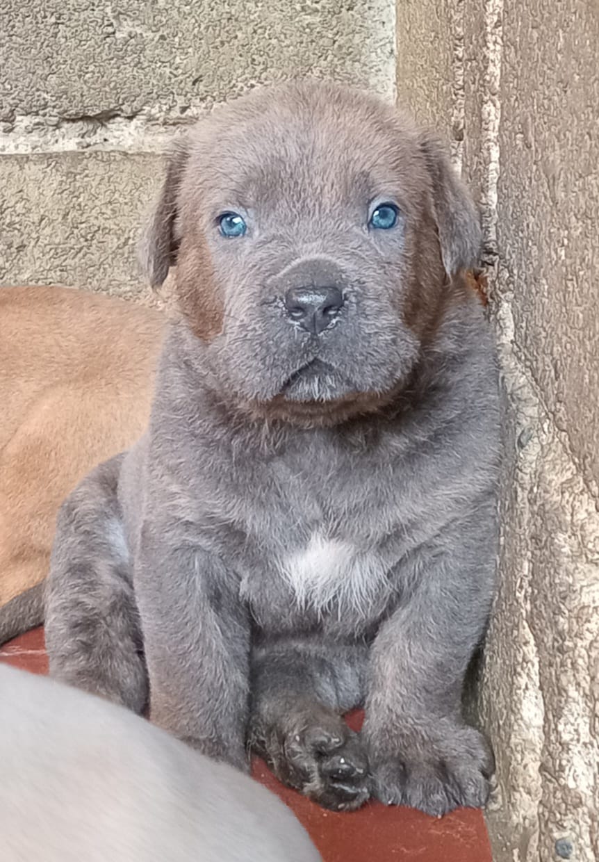 Vendo cachorros Cane Corso Fuerza y Nobleza Foto 7266076-1.jpg