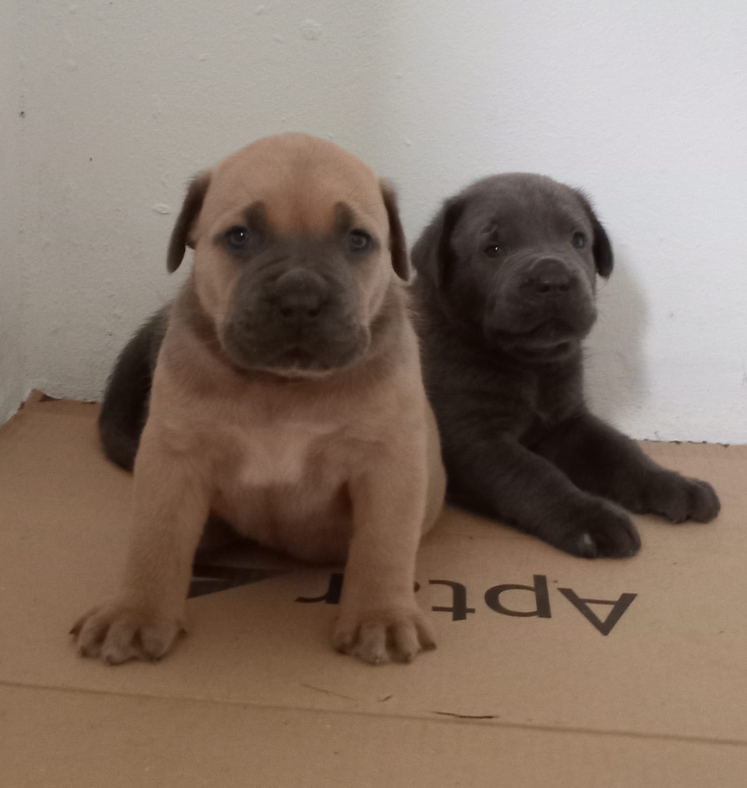 Vendo cachorros Cane Corso Fuerza y Nobleza Foto 7266076-3.jpg