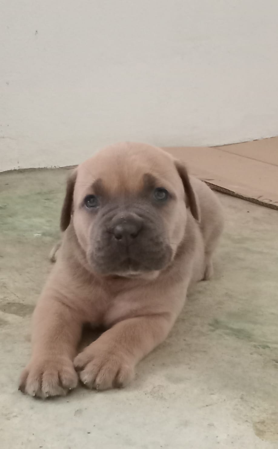 Vendo cachorros Cane Corso Fuerza y Nobleza Foto 7266076-4.jpg