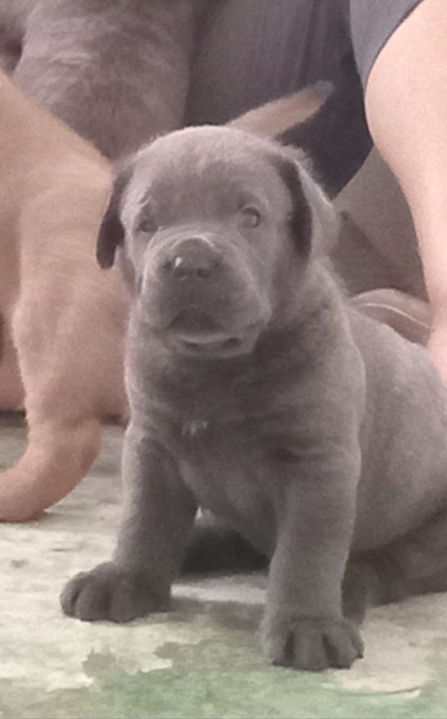 Vendo cachorros Cane Corso Fuerza y Nobleza Foto 7266076-5.jpg
