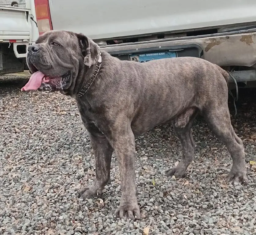 Vendo cachorros Cane Corso Fuerza y Nobleza Foto 7266076-6.jpg