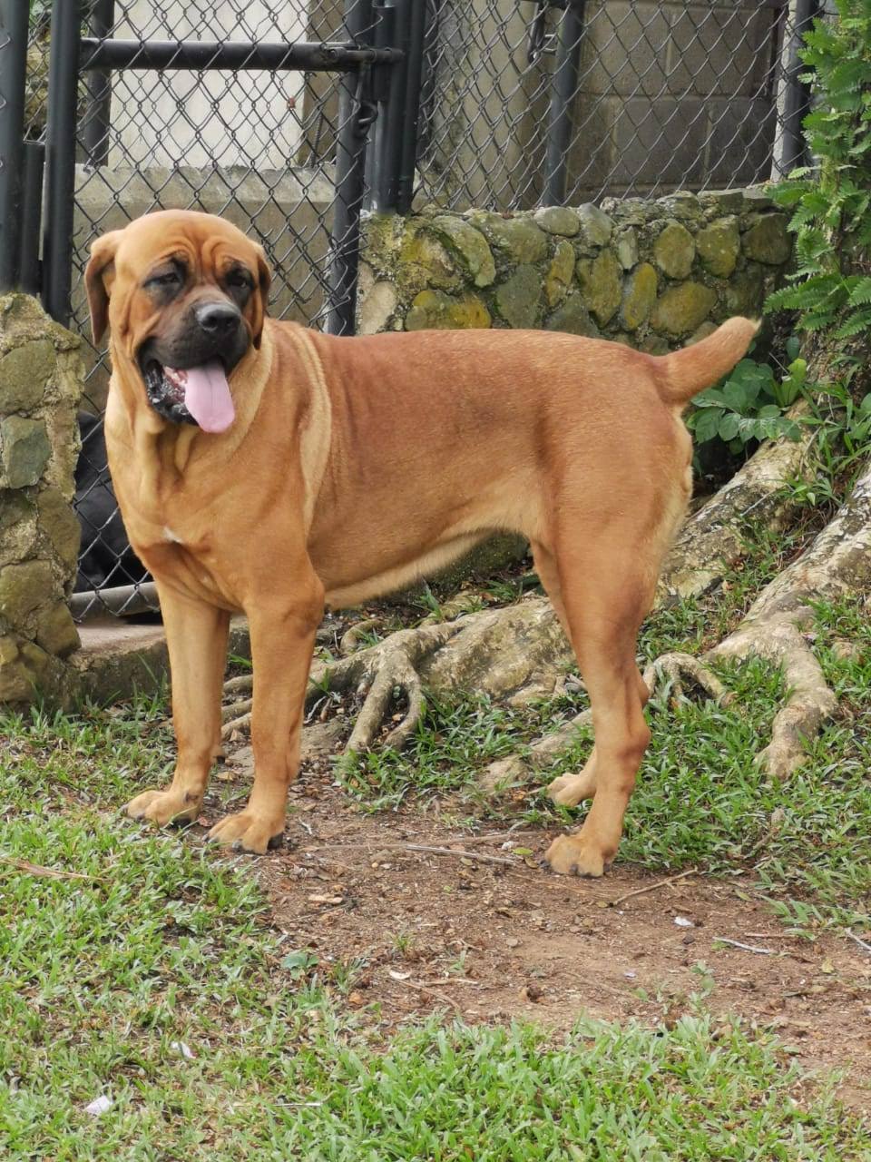 Vendo cachorros Cane Corso Fuerza y Nobleza Foto 7266076-7.jpg