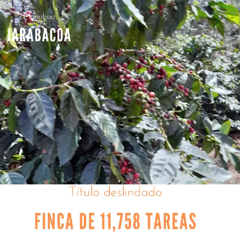 Finca de 11758 tareas sembradas de café y limón persas en Jarabacoa    Foto 7266079-1.jpg