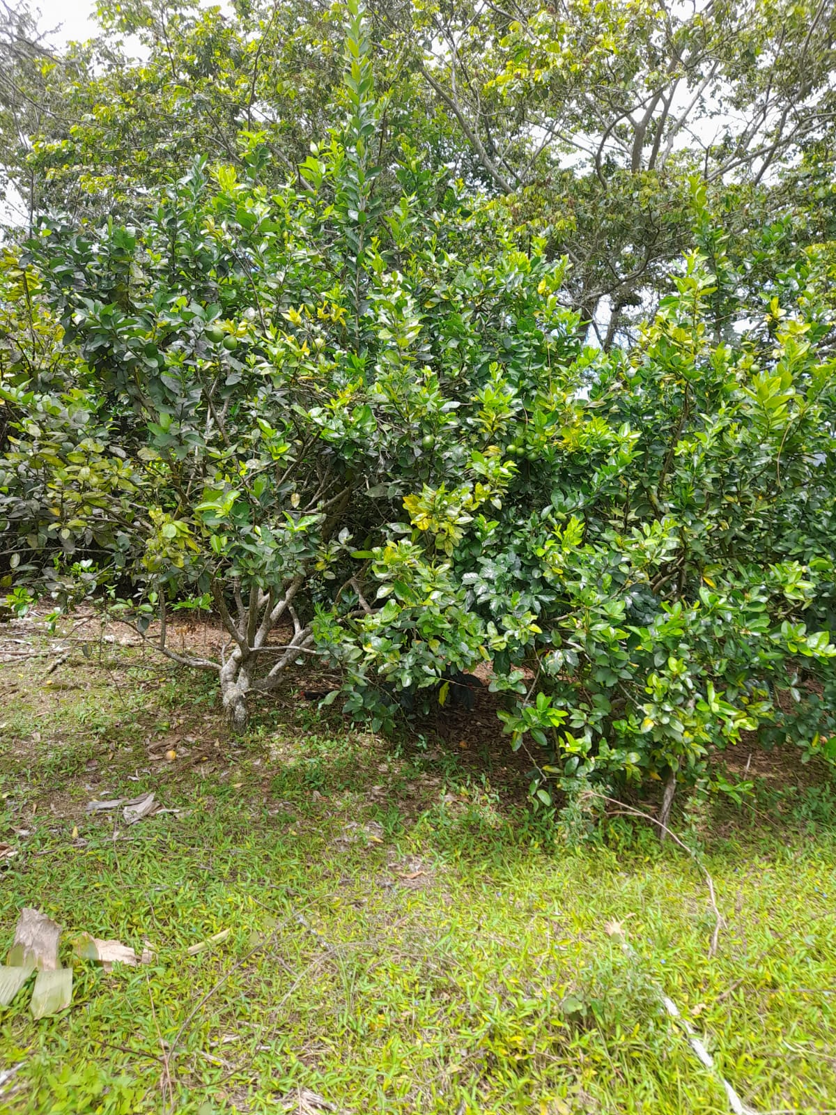 Finca de 11758 tareas sembradas de café y limón persas en Jarabacoa    Foto 7266079-10.jpg