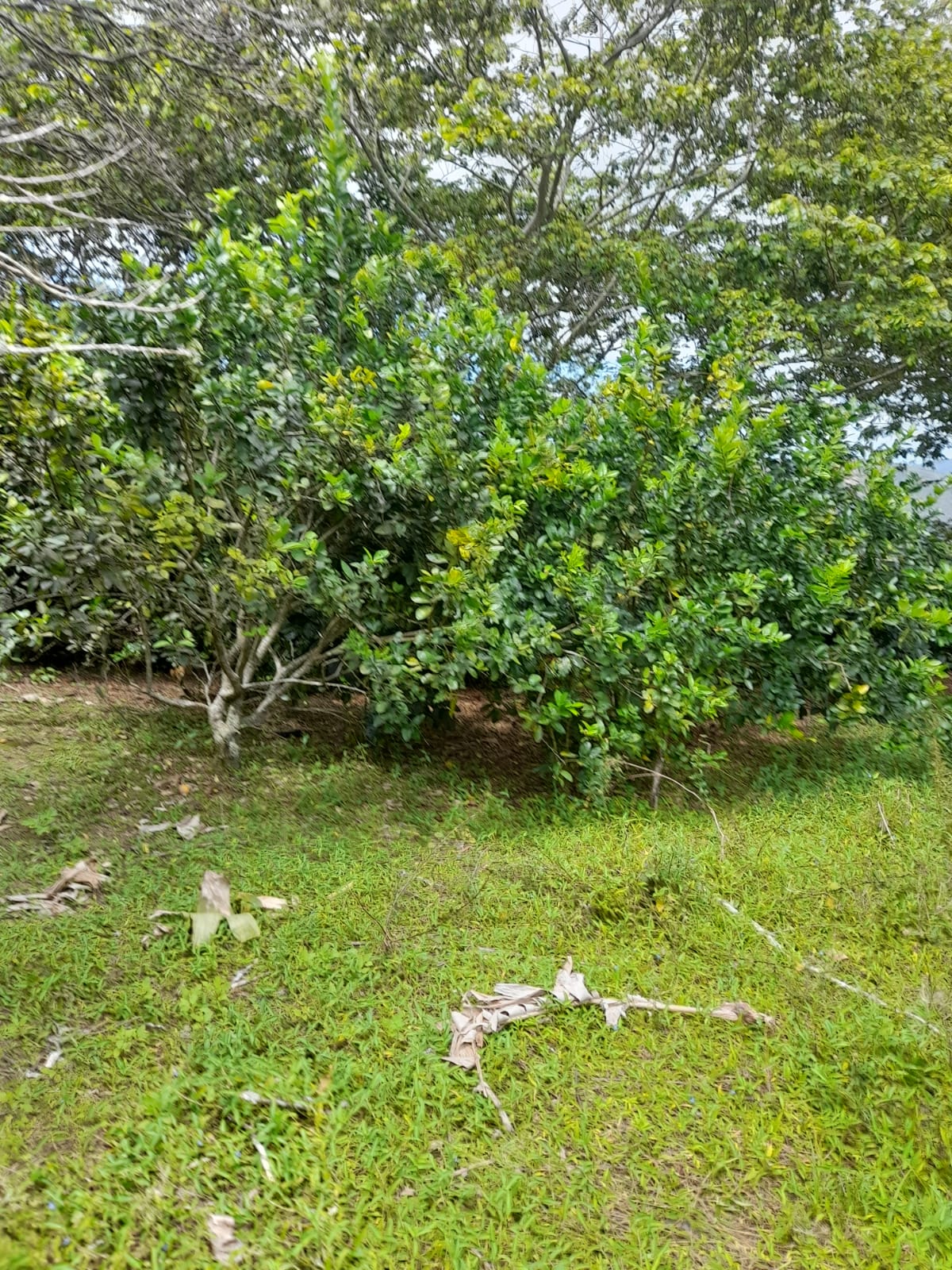 Finca de 11758 tareas sembradas de café y limón persas en Jarabacoa    Foto 7266079-11.jpg