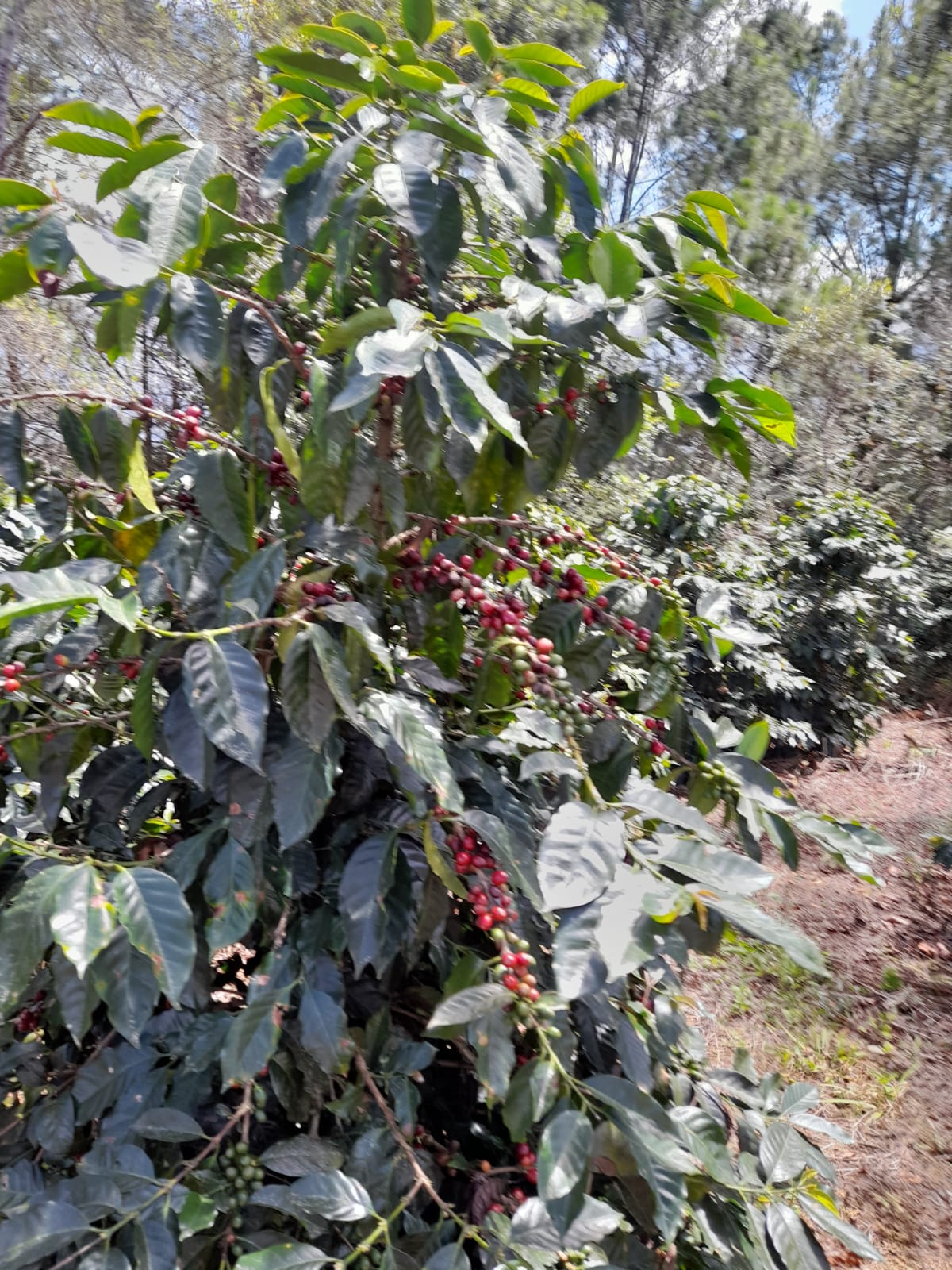 Finca de 11758 tareas sembradas de café y limón persas en Jarabacoa    Foto 7266079-2.jpg