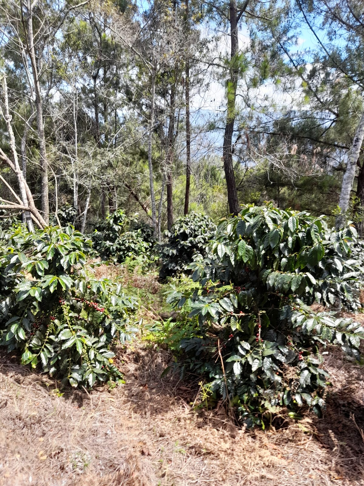 Finca de 11758 tareas sembradas de café y limón persas en Jarabacoa    Foto 7266079-3.jpg