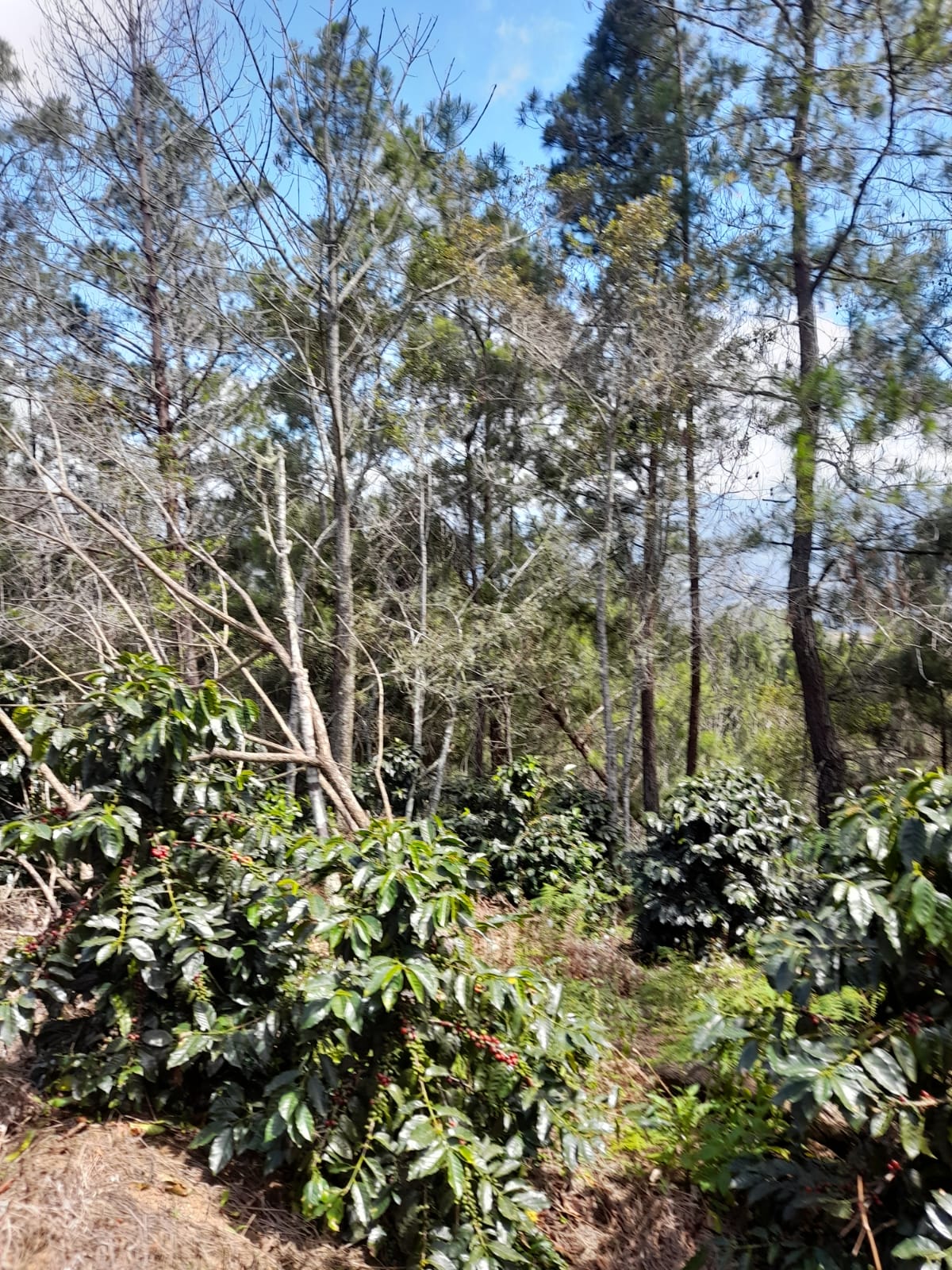 Finca de 11758 tareas sembradas de café y limón persas en Jarabacoa    Foto 7266079-4.jpg