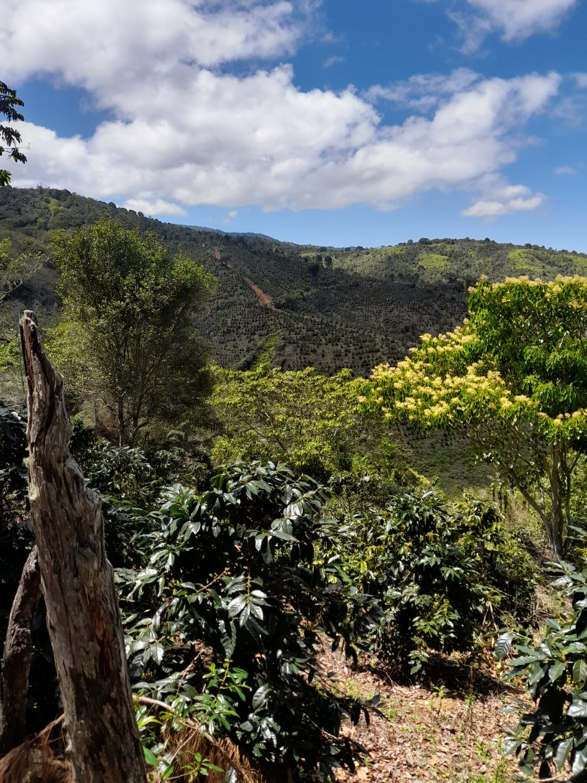Finca de 11758 tareas sembradas de café y limón persas en Jarabacoa    Foto 7266079-6.jpg