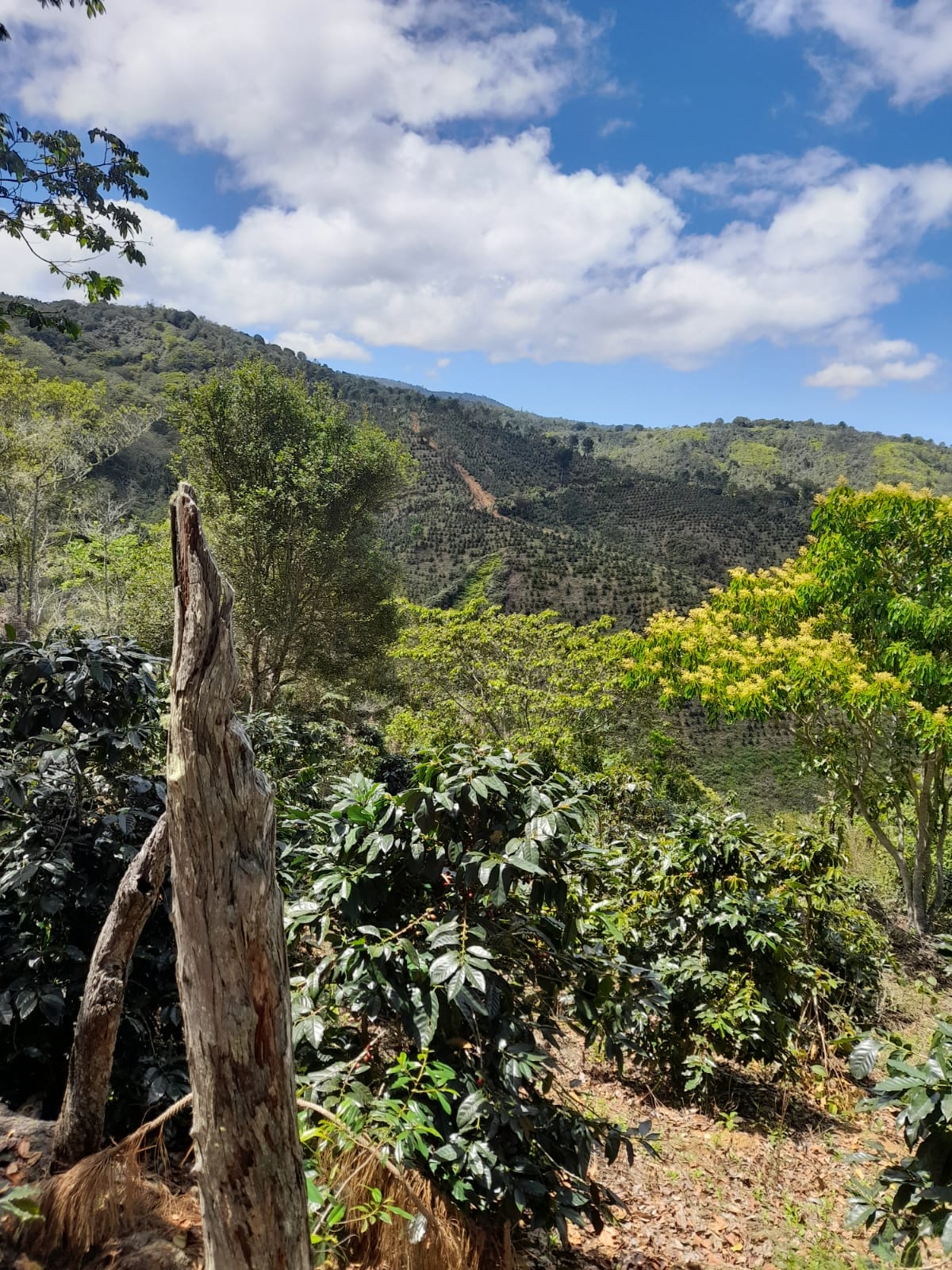 Finca de 11758 tareas sembradas de café y limón persas en Jarabacoa    Foto 7266079-7.jpg