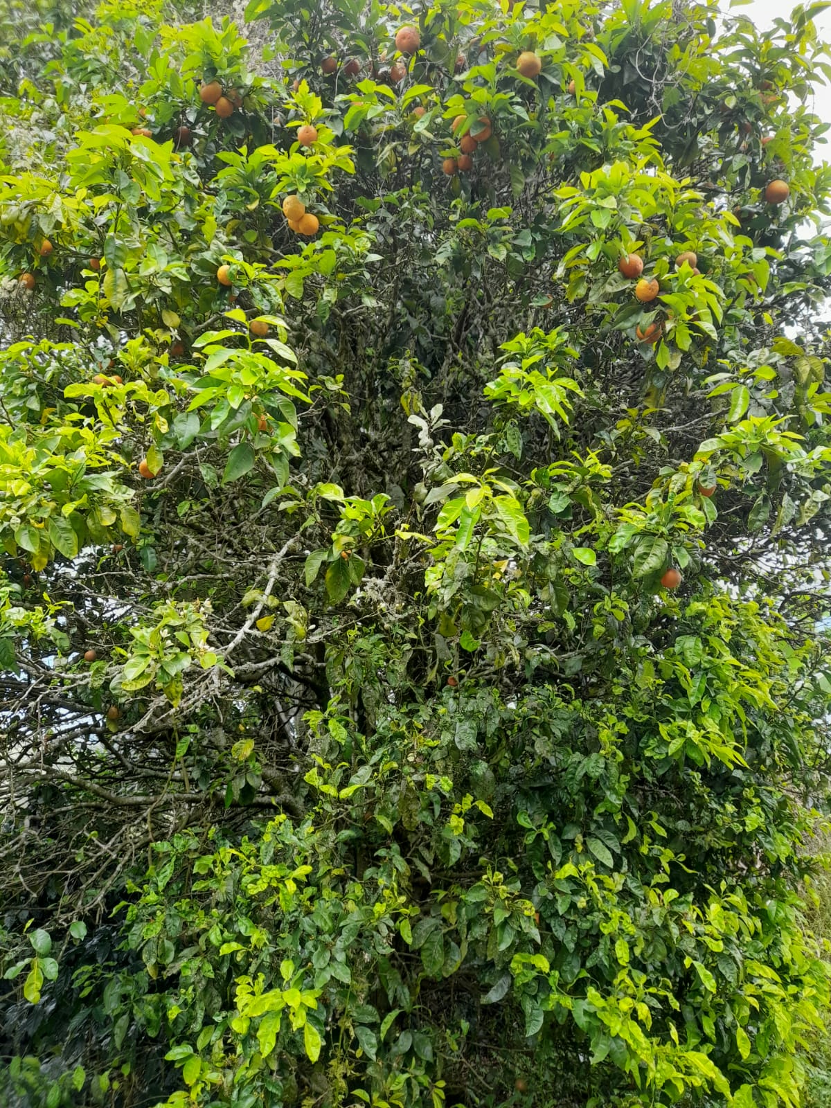 Finca de 11758 tareas sembradas de café y limón persas en Jarabacoa    Foto 7266079-8.jpg