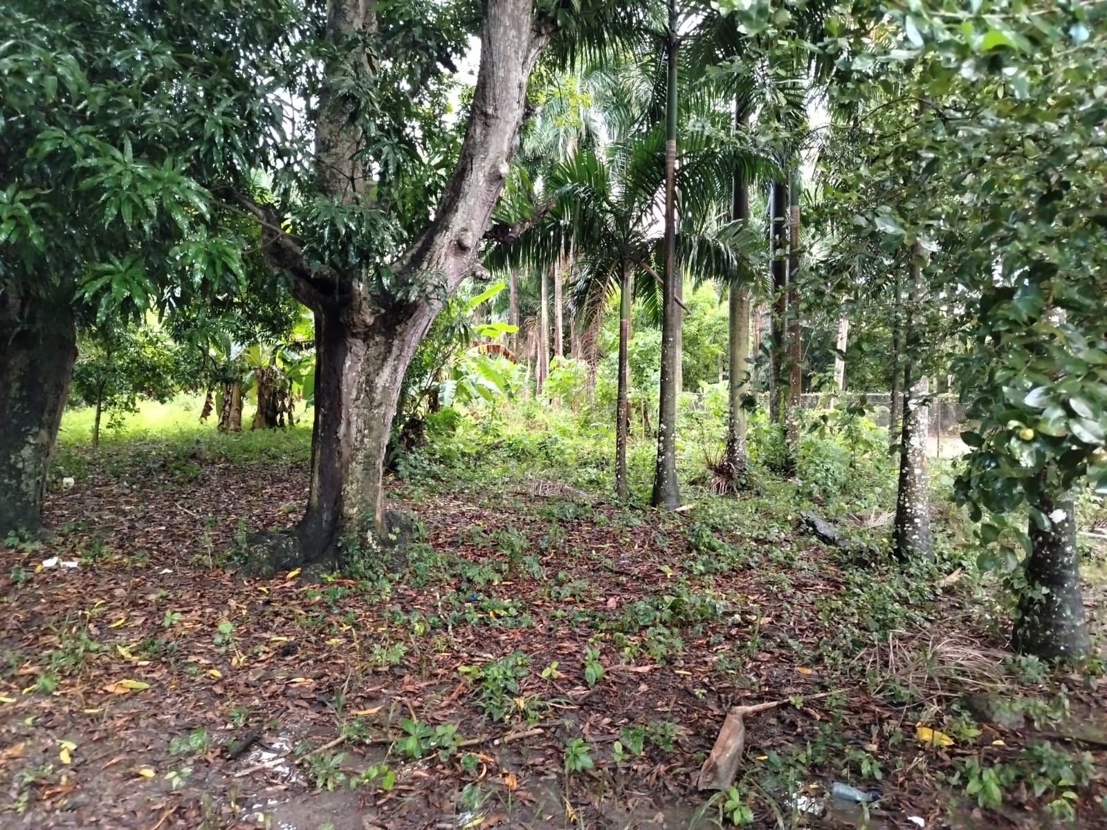 Terreno de 150000 Mts2 ideal para la academia de Béisbol cualquier tip Foto 7266120-2.jpg