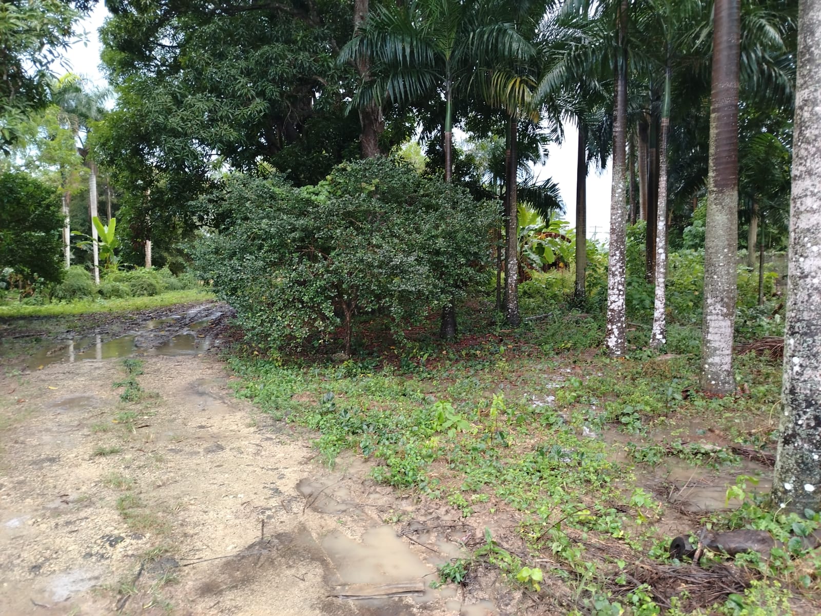 Terreno de 150000 Mts2 ideal para la academia de Béisbol cualquier tip Foto 7266120-4.jpg