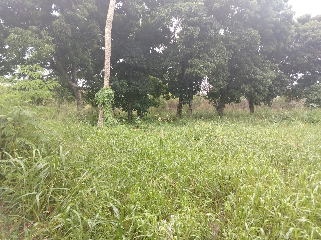 Terreno de 5691 Mts2 acto para Campo de entrenamiento de Béisbol en Bo Foto 7266122-6.jpg