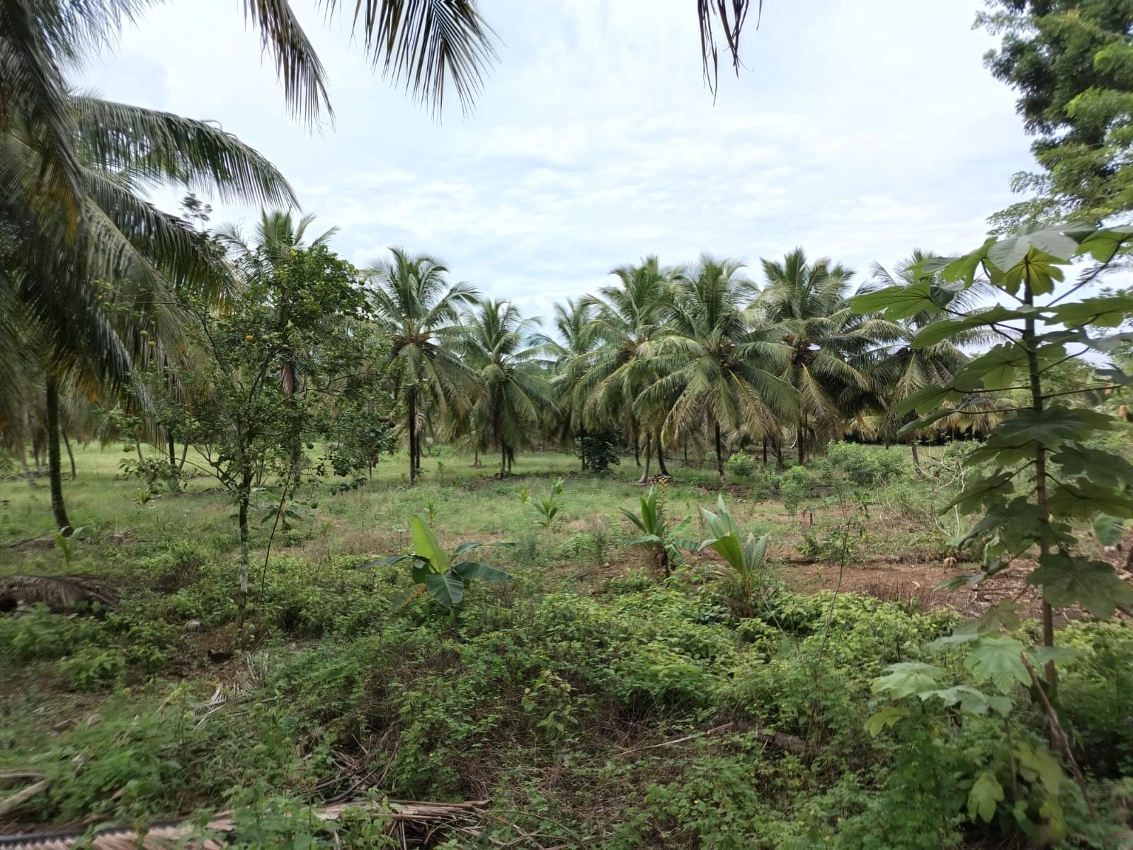 Finca de 5000 tareas totalmente sembradas de Cocó en Nagua   Foto 7266124-10.jpg