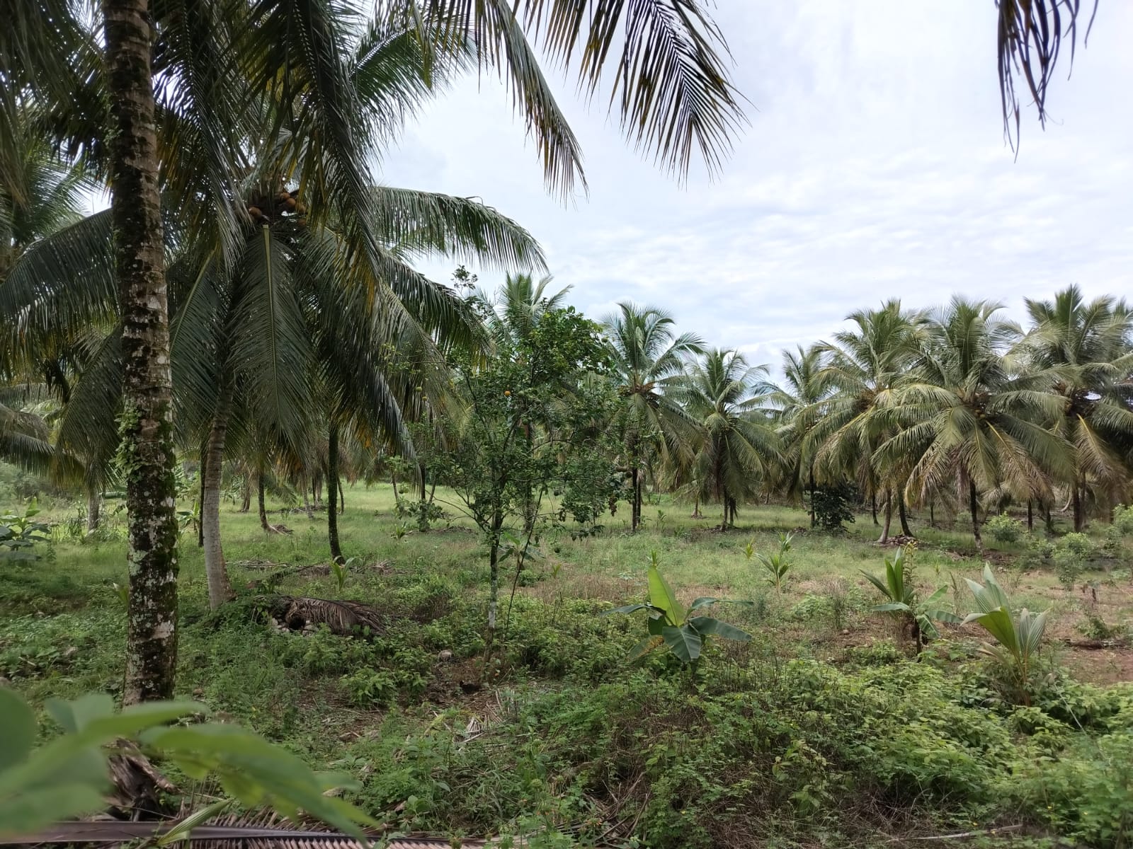 Finca de 5000 tareas totalmente sembradas de Cocó en Nagua   Foto 7266124-11.jpg