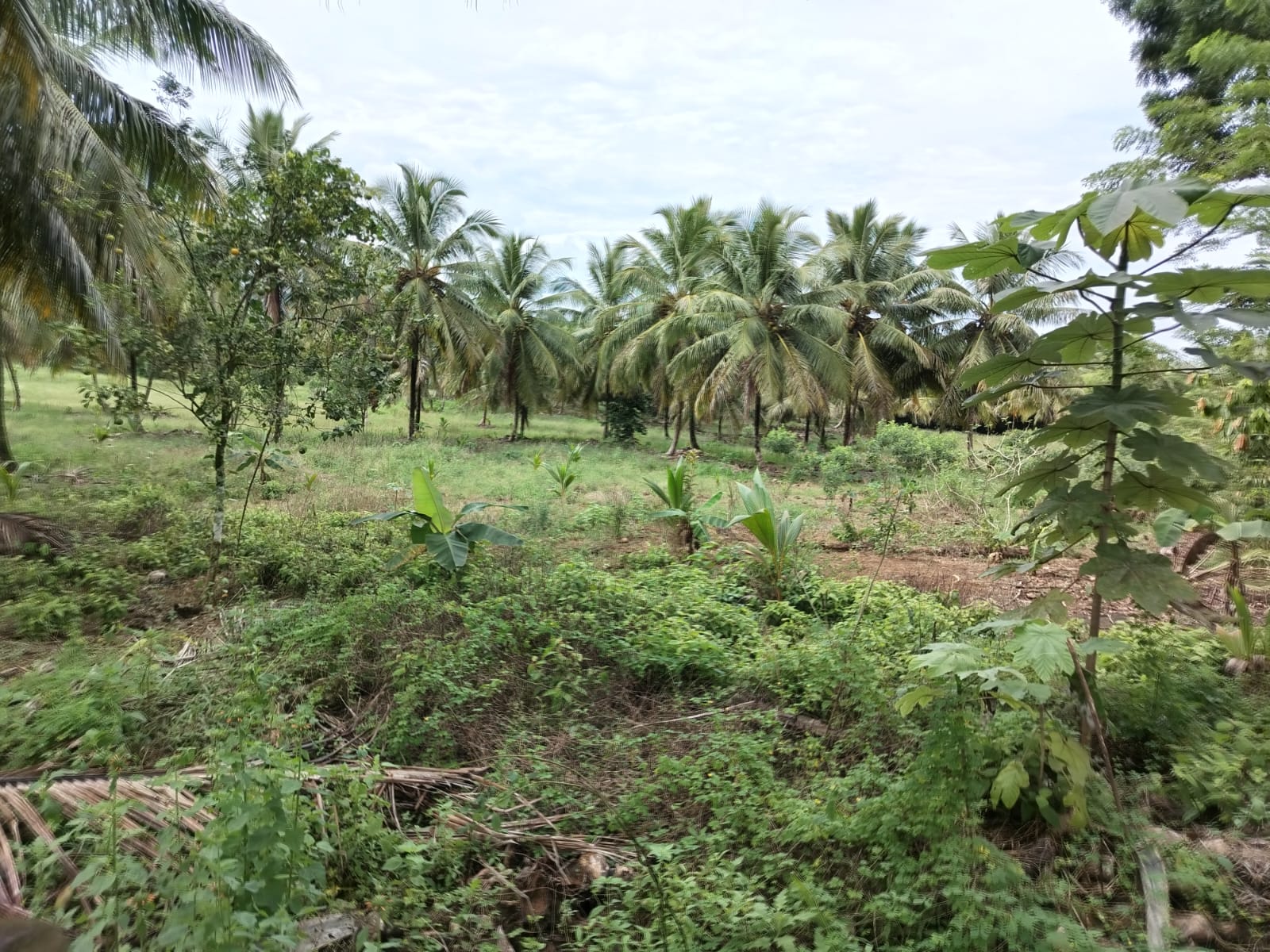 Finca de 5000 tareas totalmente sembradas de Cocó en Nagua   Foto 7266124-12.jpg