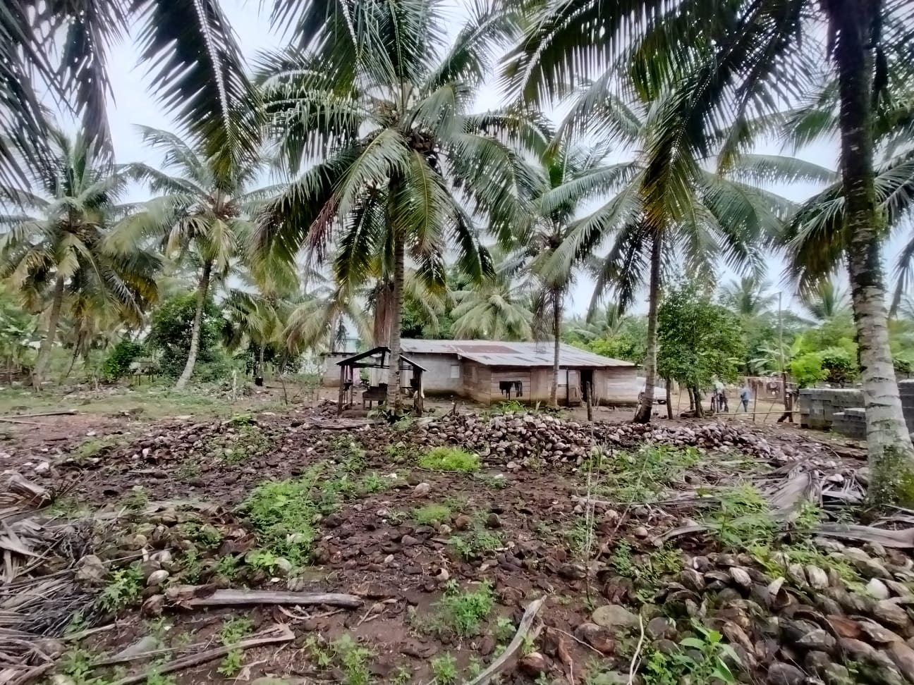 Finca de 5000 tareas totalmente sembradas de Cocó en Nagua   Foto 7266124-2.jpg