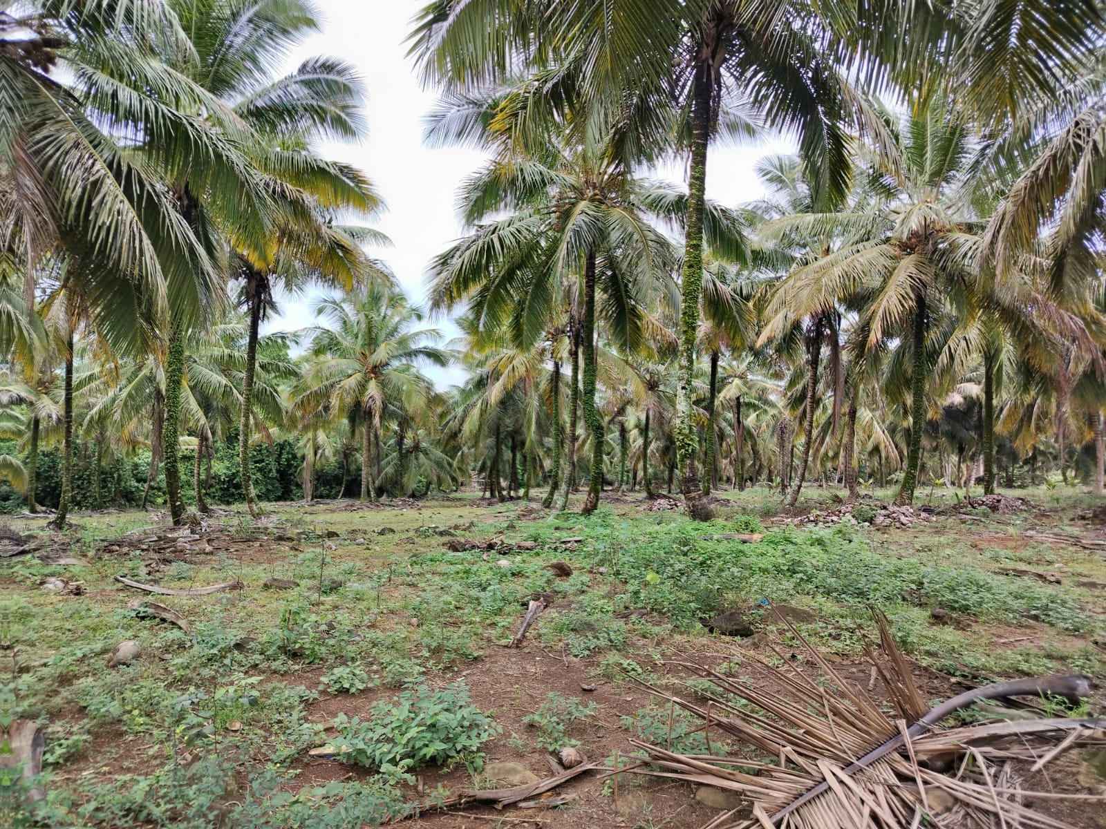 Finca de 5000 tareas totalmente sembradas de Cocó en Nagua   Foto 7266124-4.jpg