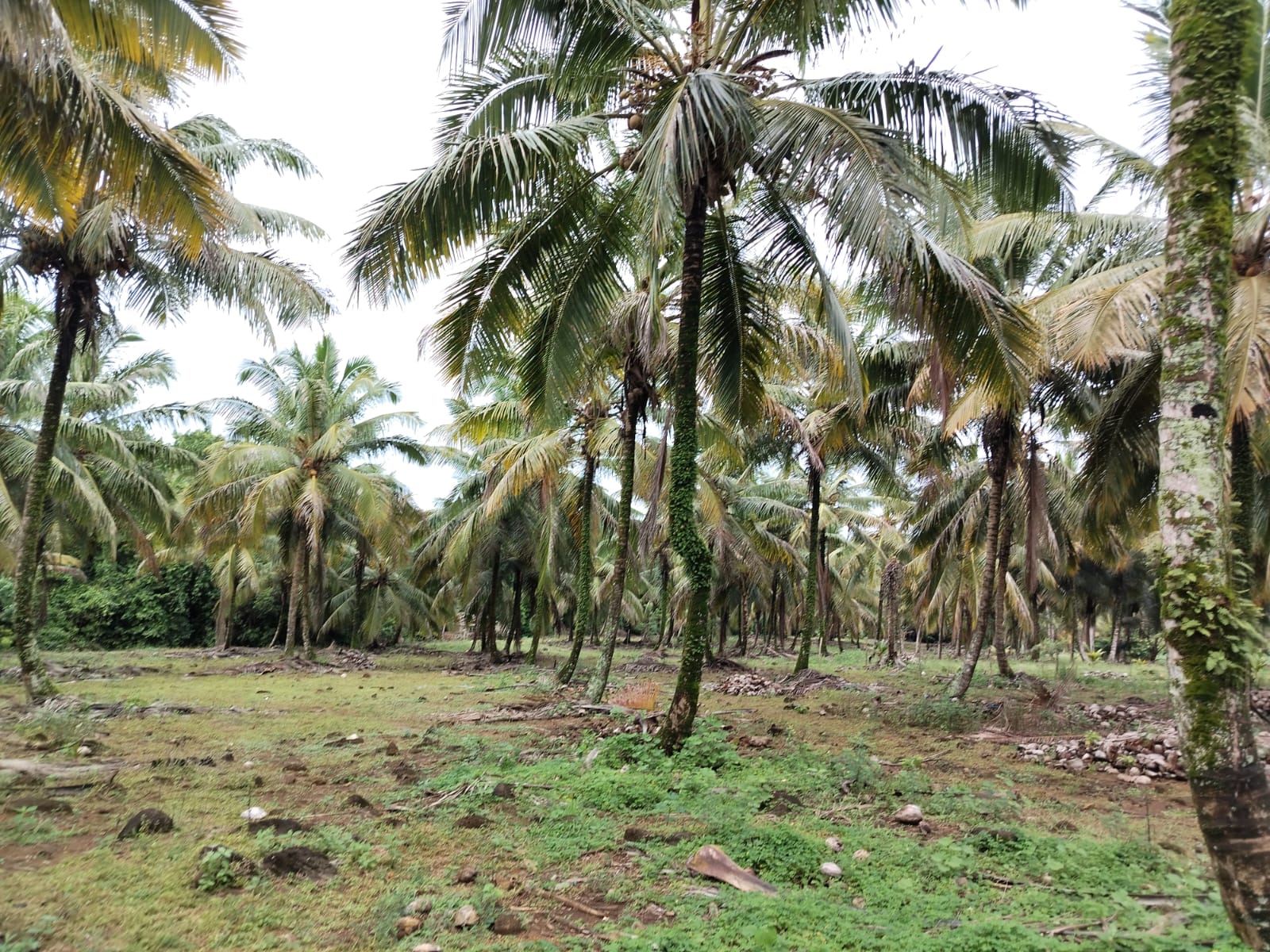 Finca de 5000 tareas totalmente sembradas de Cocó en Nagua   Foto 7266124-6.jpg