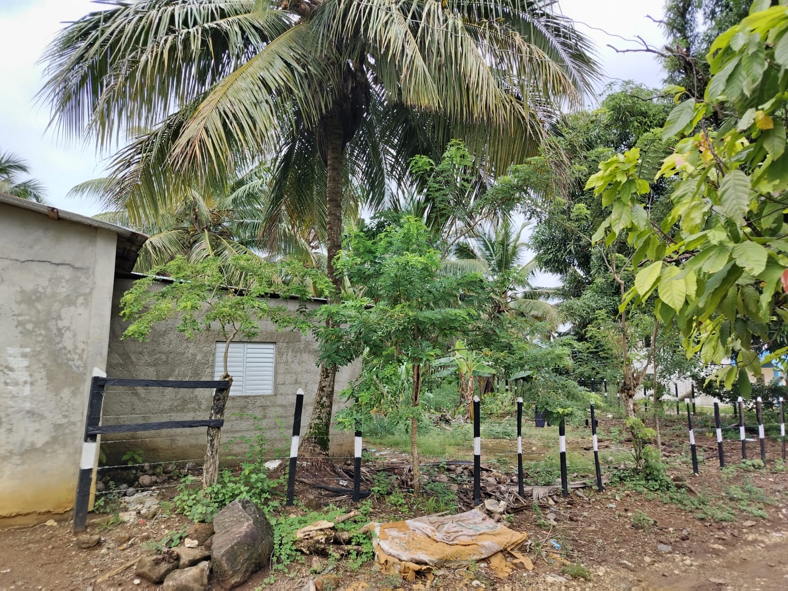 Finca de 5000 tareas totalmente sembradas de Cocó en Nagua   Foto 7266124-7.jpg