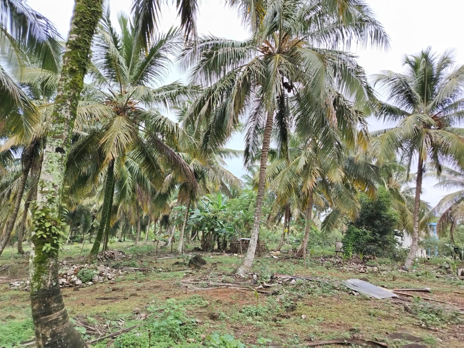 Finca de 5000 tareas totalmente sembradas de Cocó en Nagua   Foto 7266124-9.jpg