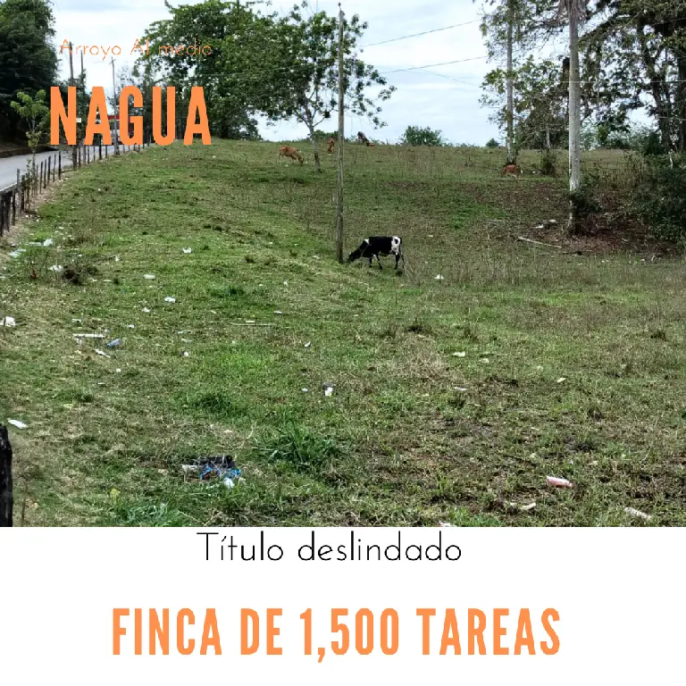 Finca de 1500 tareas totalmente Ganadera en Nagua    Foto 7266125-1.jpg