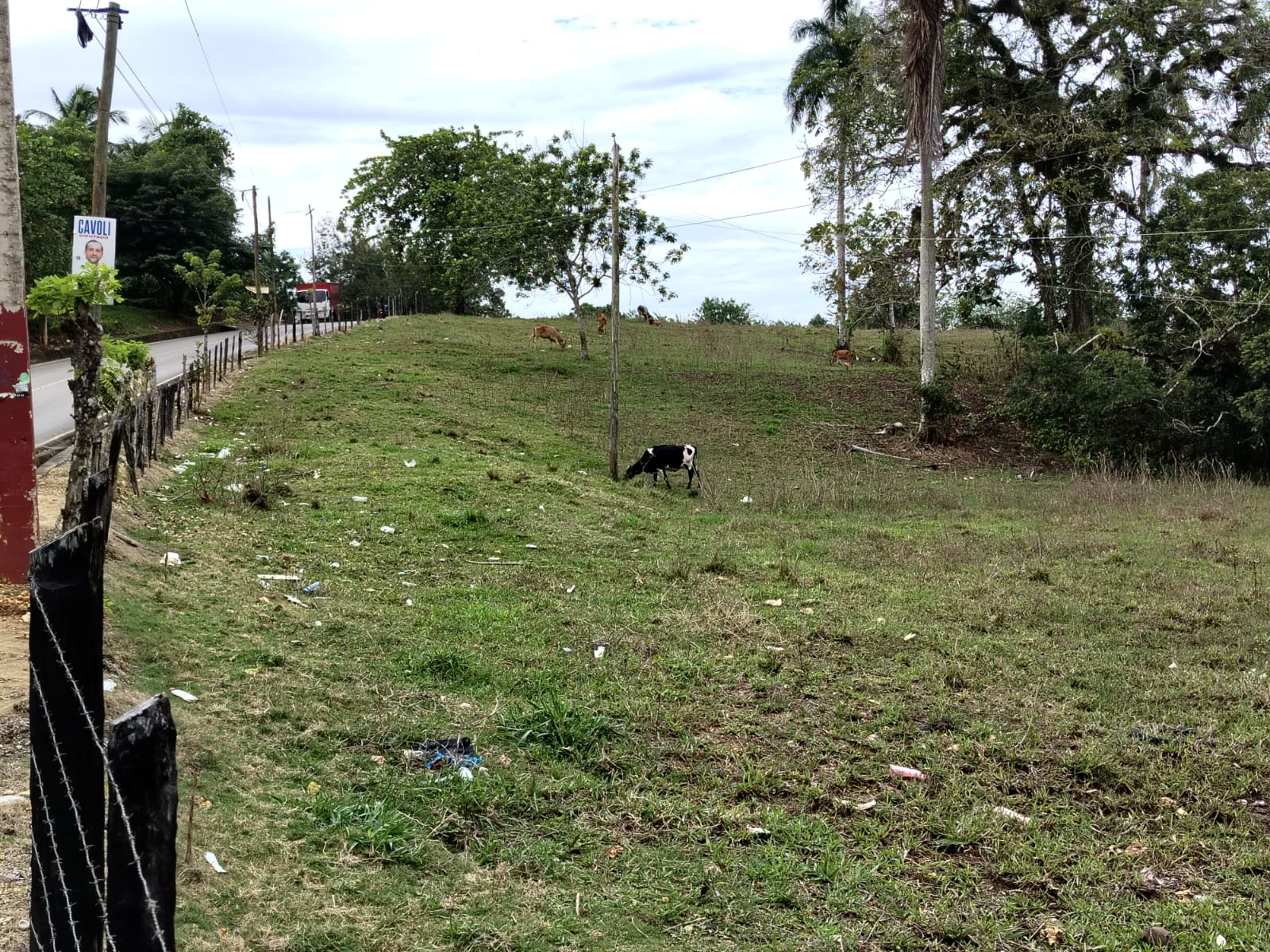 Finca de 1500 tareas totalmente Ganadera en Nagua    Foto 7266125-2.jpg
