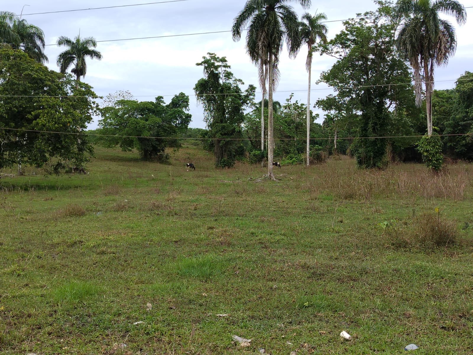 Finca de 1500 tareas totalmente Ganadera en Nagua    Foto 7266125-3.jpg