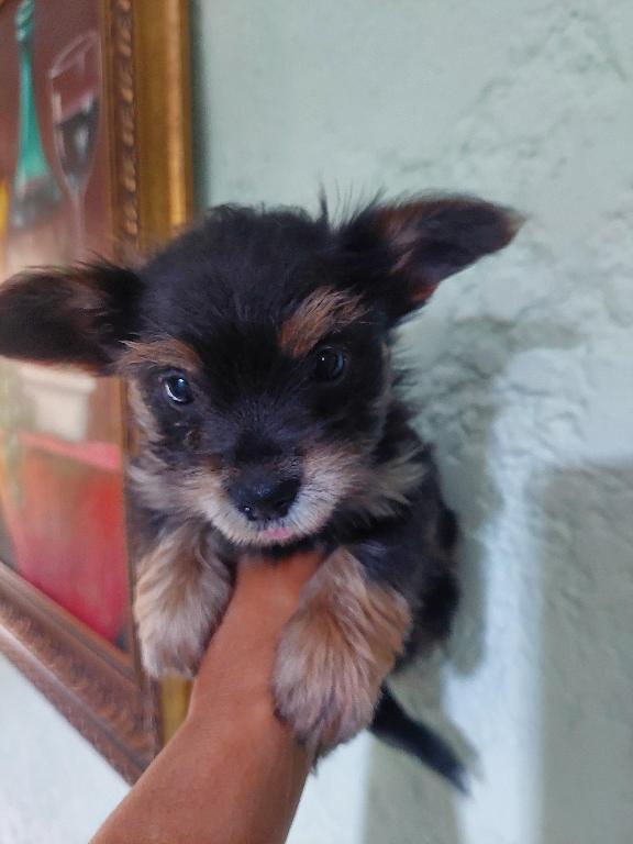 Ventas yorkie po en Santo Domingo Este Foto 7266808-3.jpg