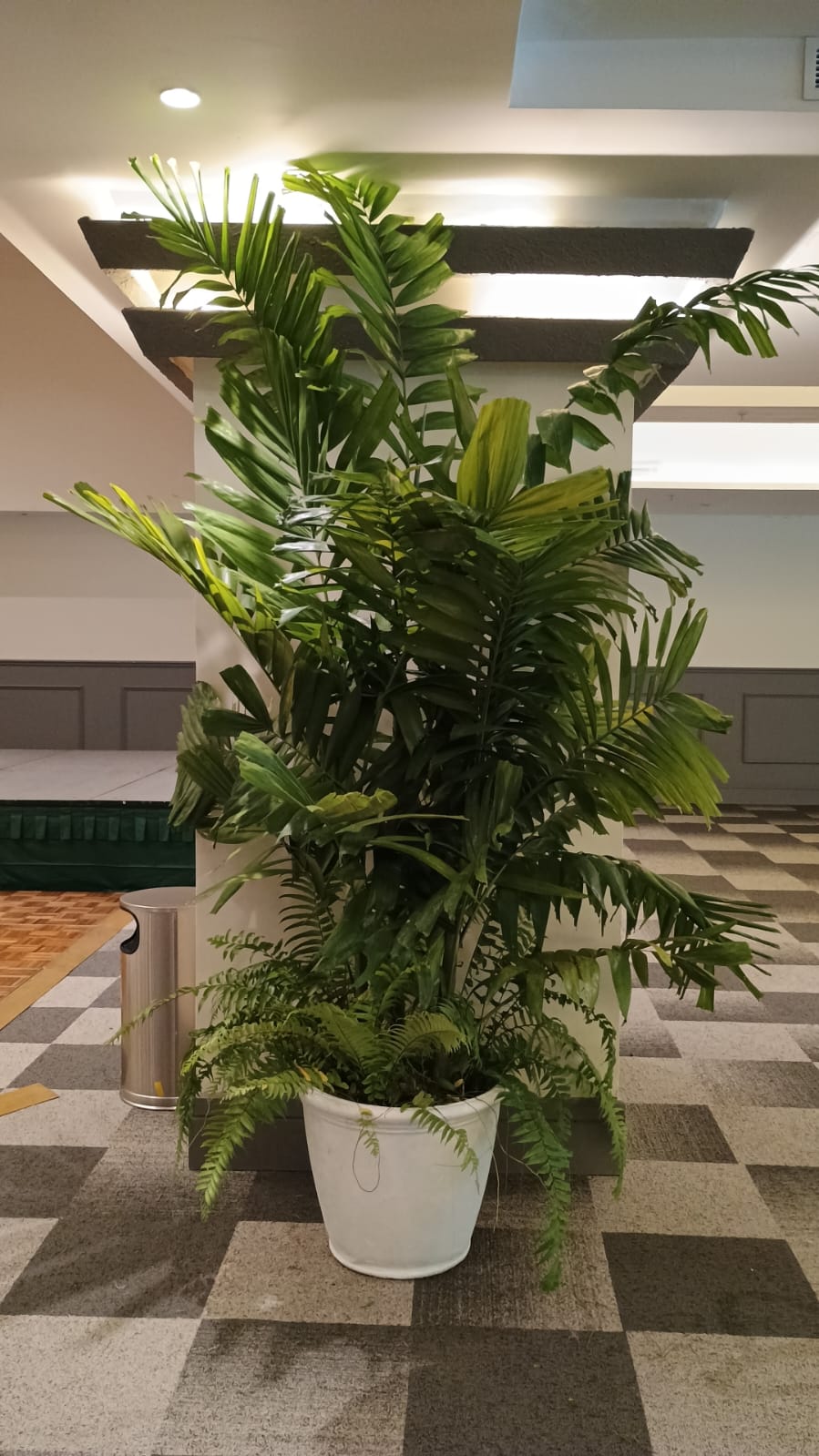 Plantas de alquiler para Eventos Foto 7266809-2.jpg