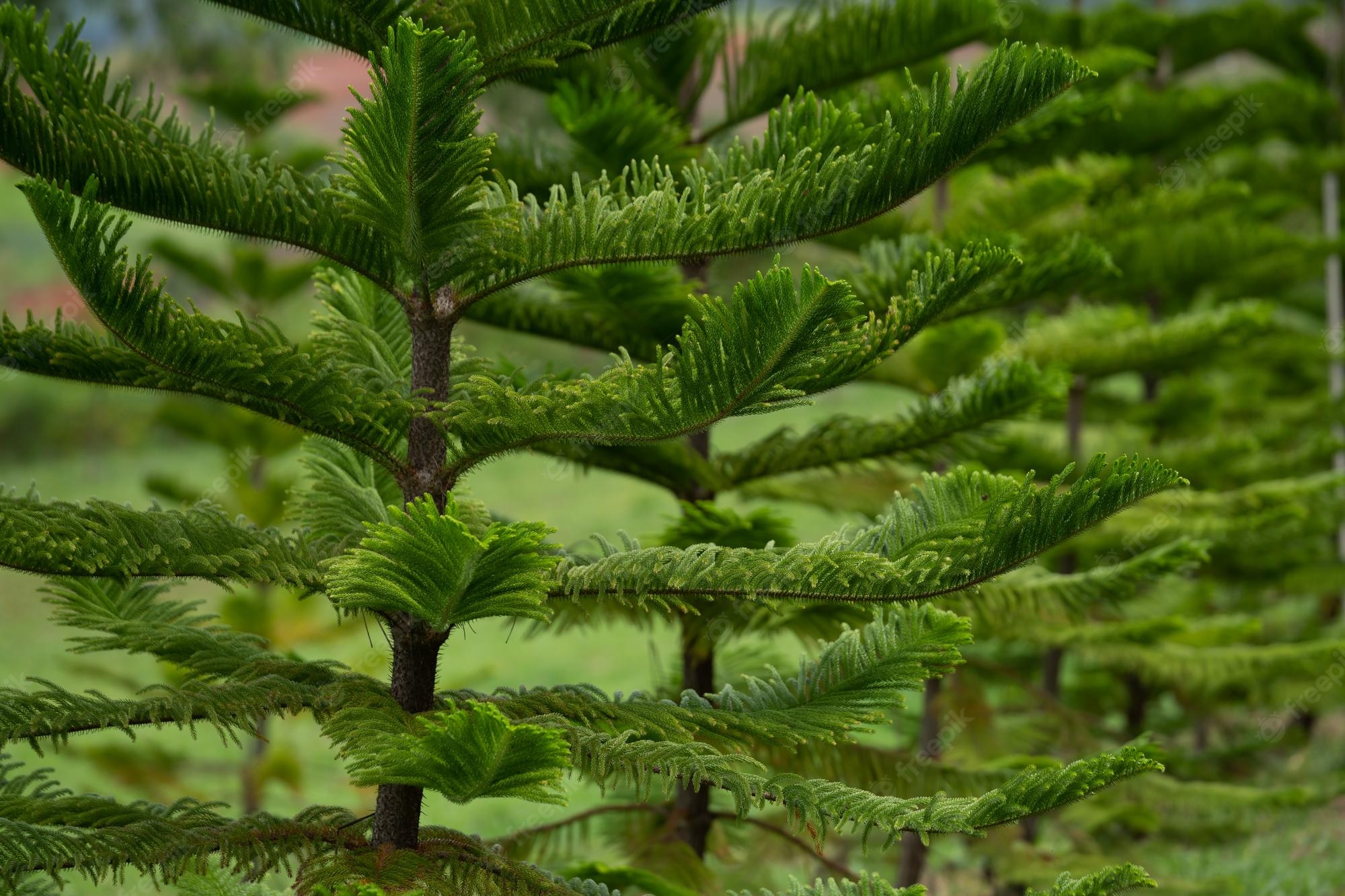 Plantas de alquiler para Eventos Foto 7266809-4.jpg