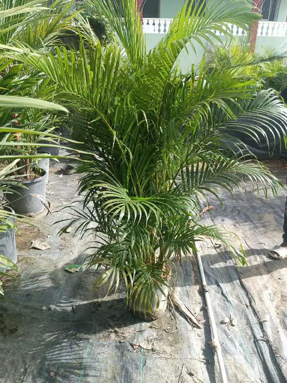 Plantas de alquiler para Eventos Foto 7266809-5.jpg