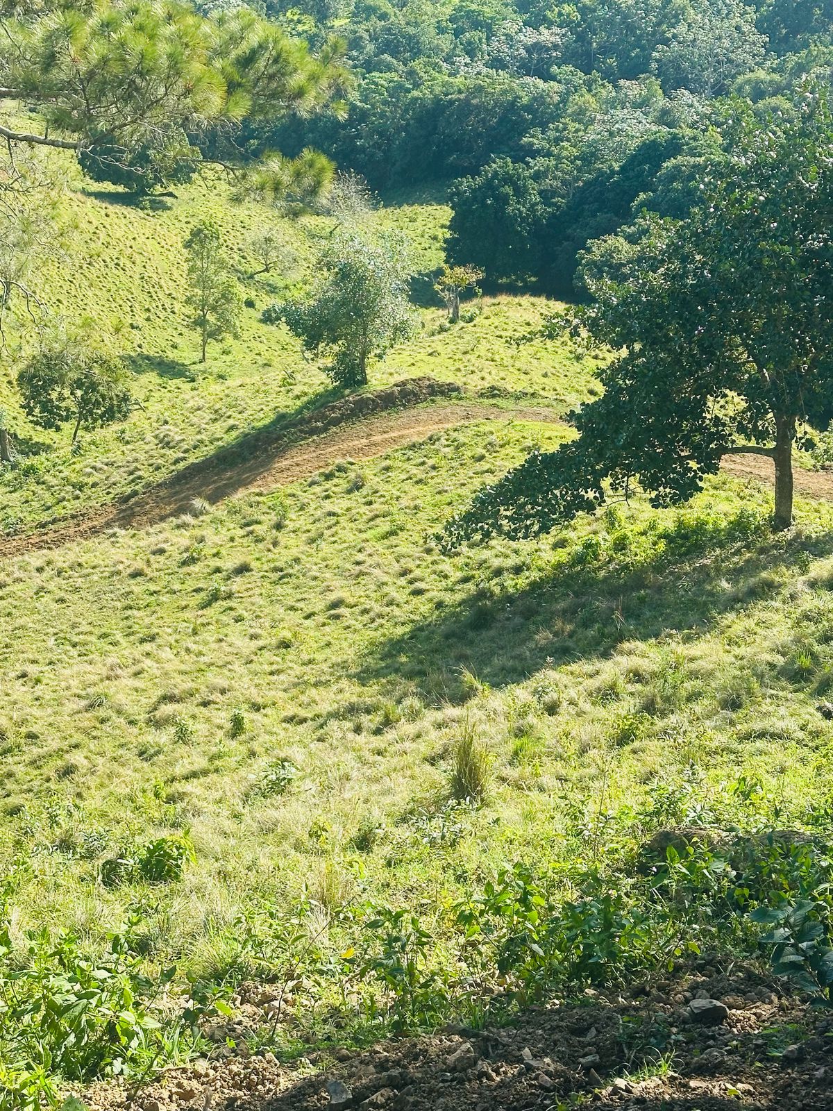Finca con Fácil Acceso en Jarabacoa RD Foto 7266825-13.jpg
