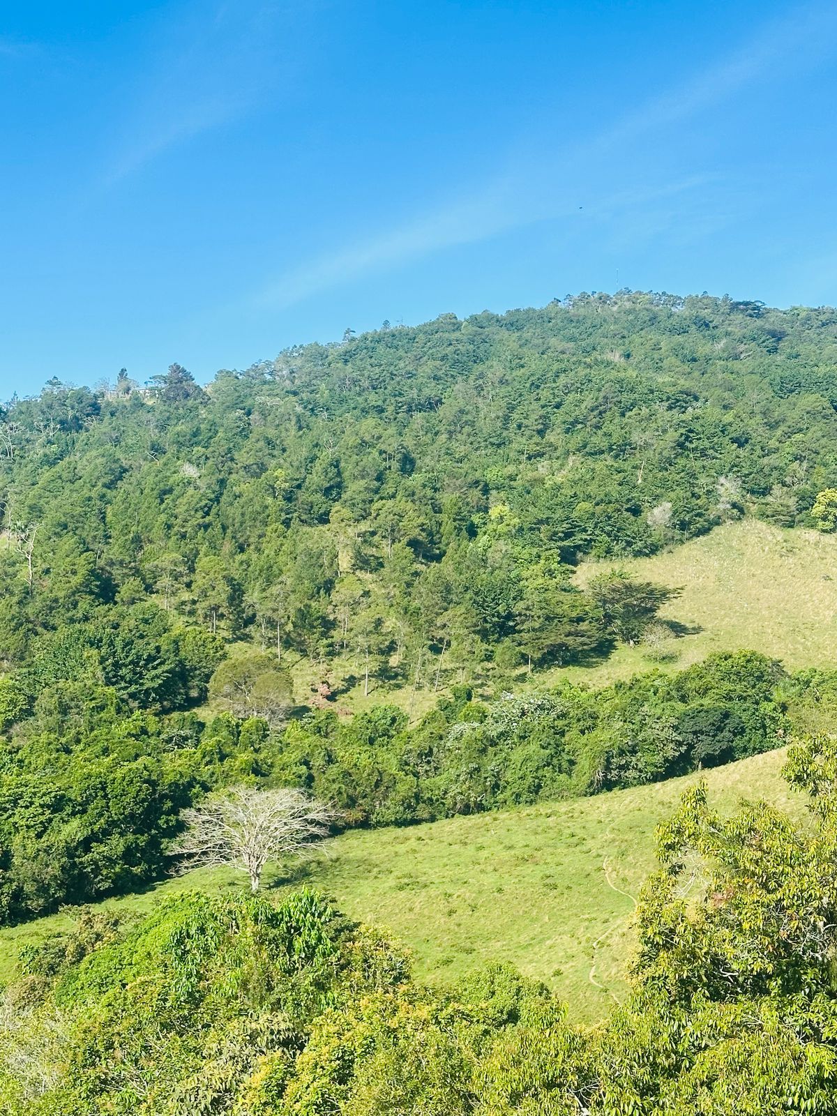 Finca con Fácil Acceso en Jarabacoa RD Foto 7266825-14.jpg