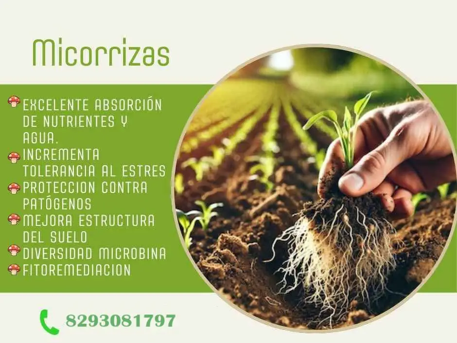 Micorrizas Enraizante ORganico Para Plantas Foto 7266961-1.jpg
