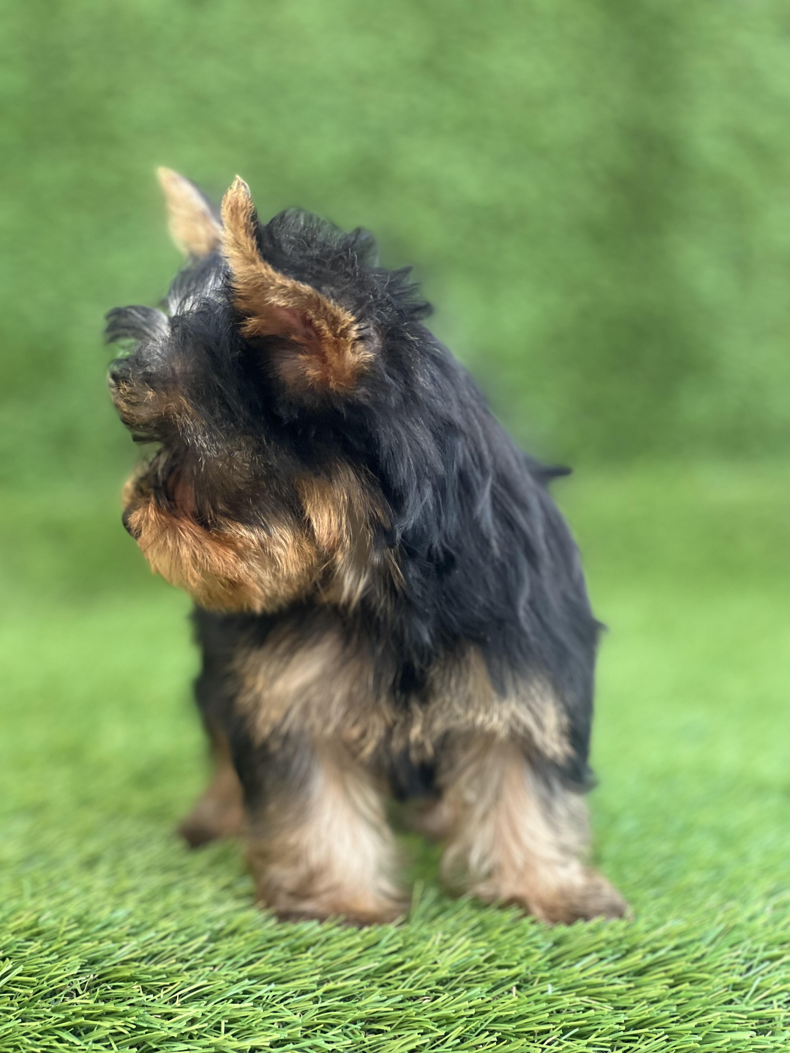 YORKIE TERRIER  Foto 7267035-2.jpg